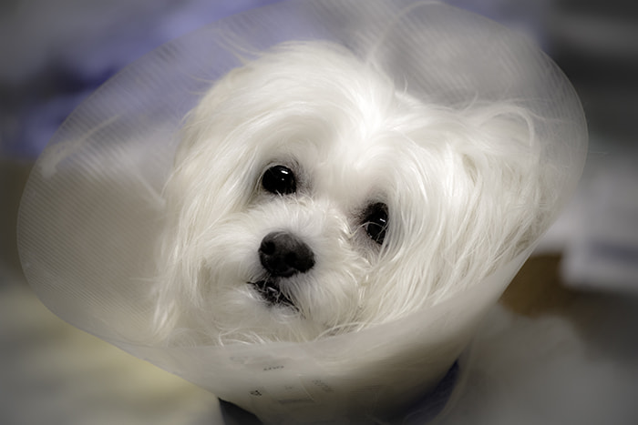 HD Pentax DA 55-300mm F4.0-5.8 ED WR sample photo. Twig is sick photography