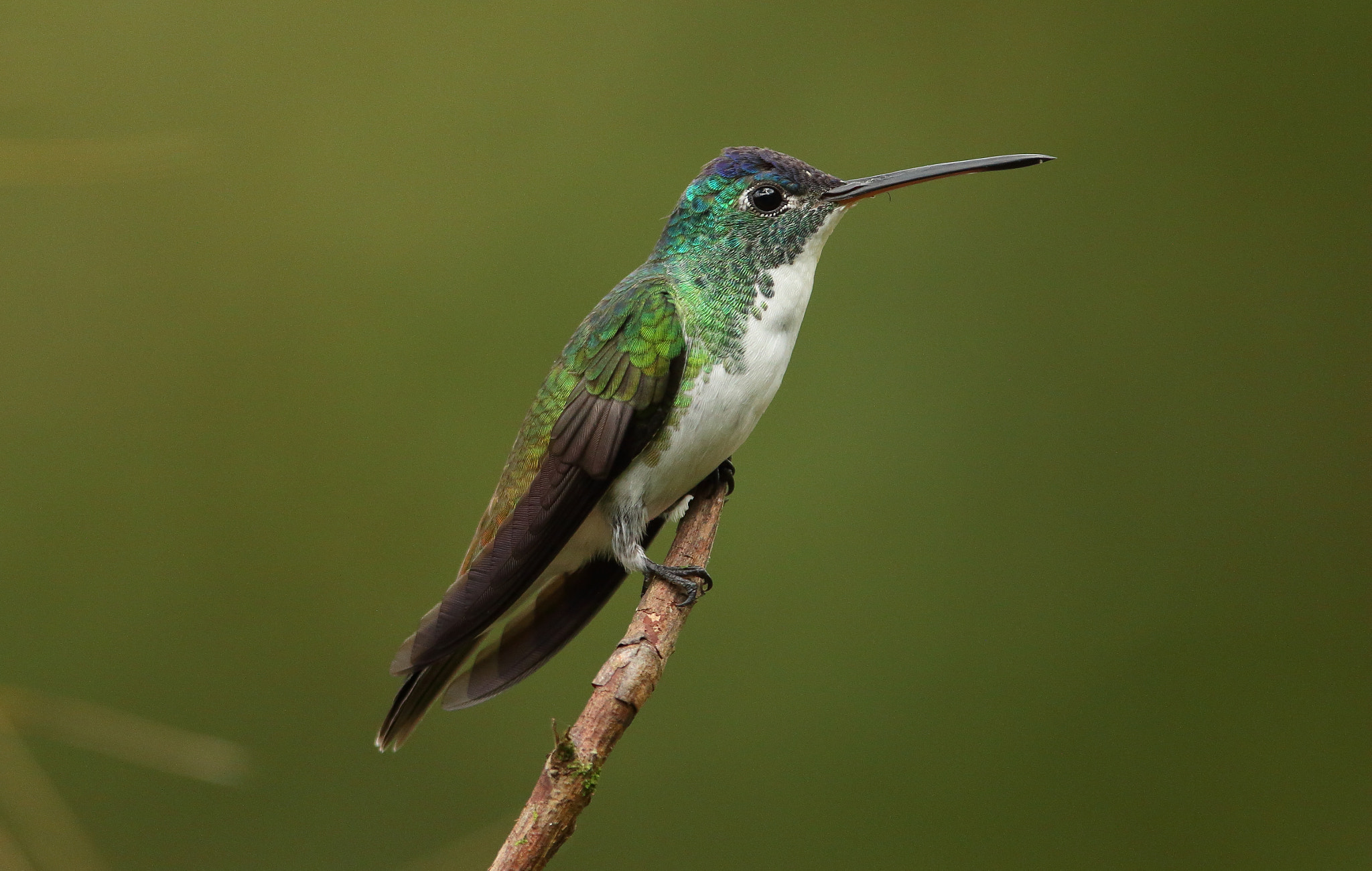 Canon EF 300mm F2.8L IS USM sample photo. Andean emerald photography