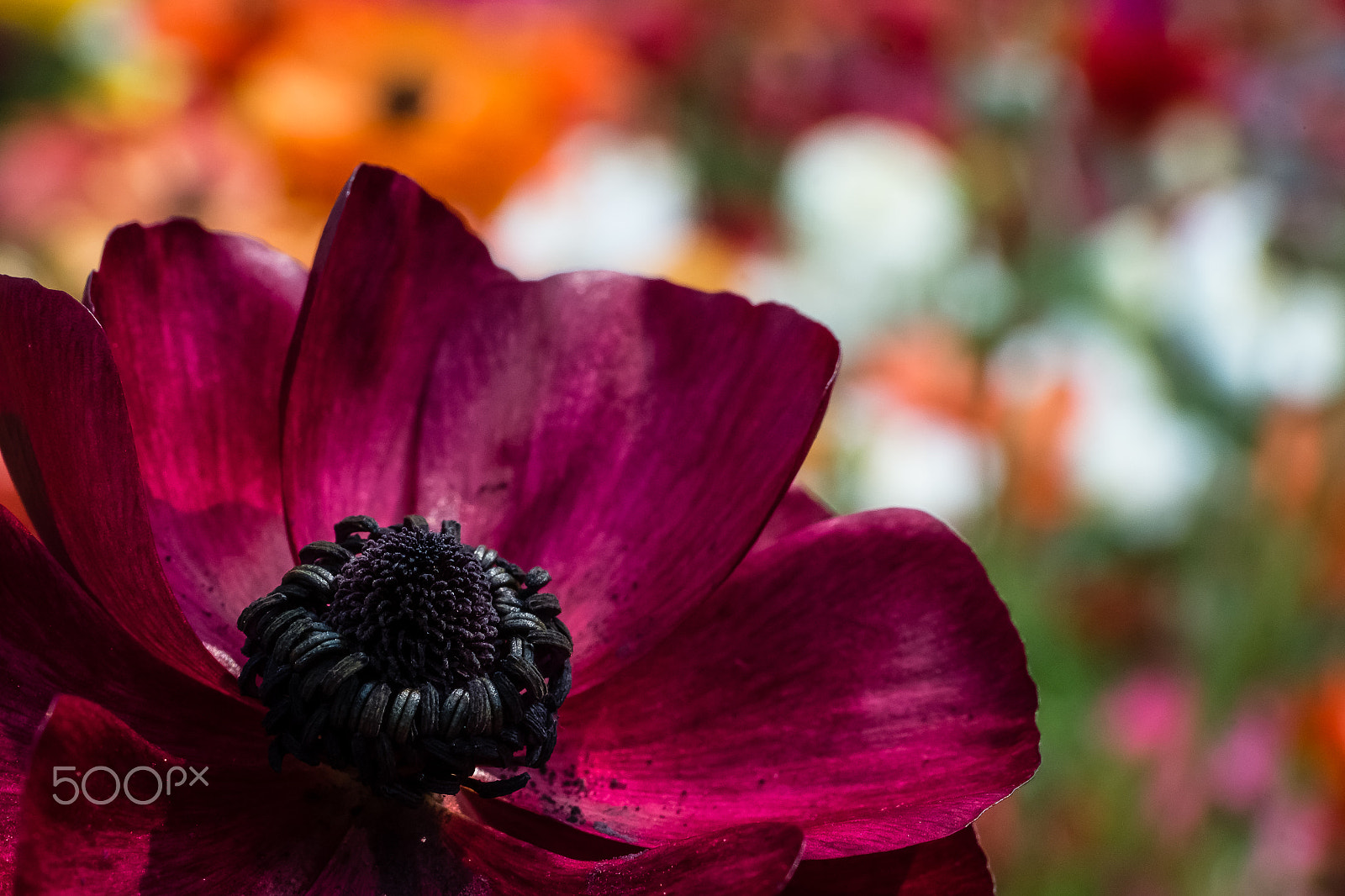 ZEISS Touit 50mm F2.8 sample photo. Brilliant purple photography