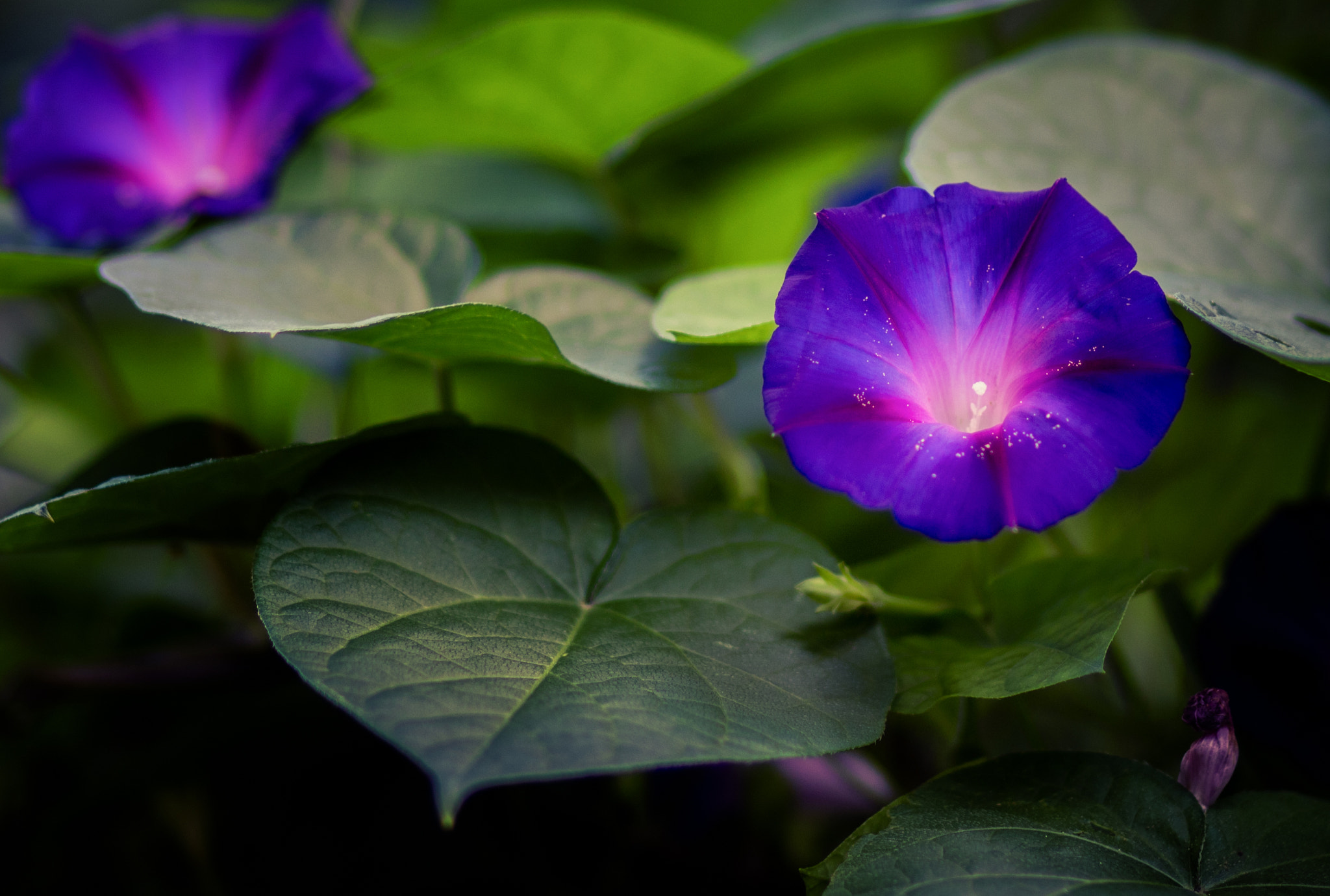 Canon EOS 760D (EOS Rebel T6s / EOS 8000D) sample photo. Glory photography