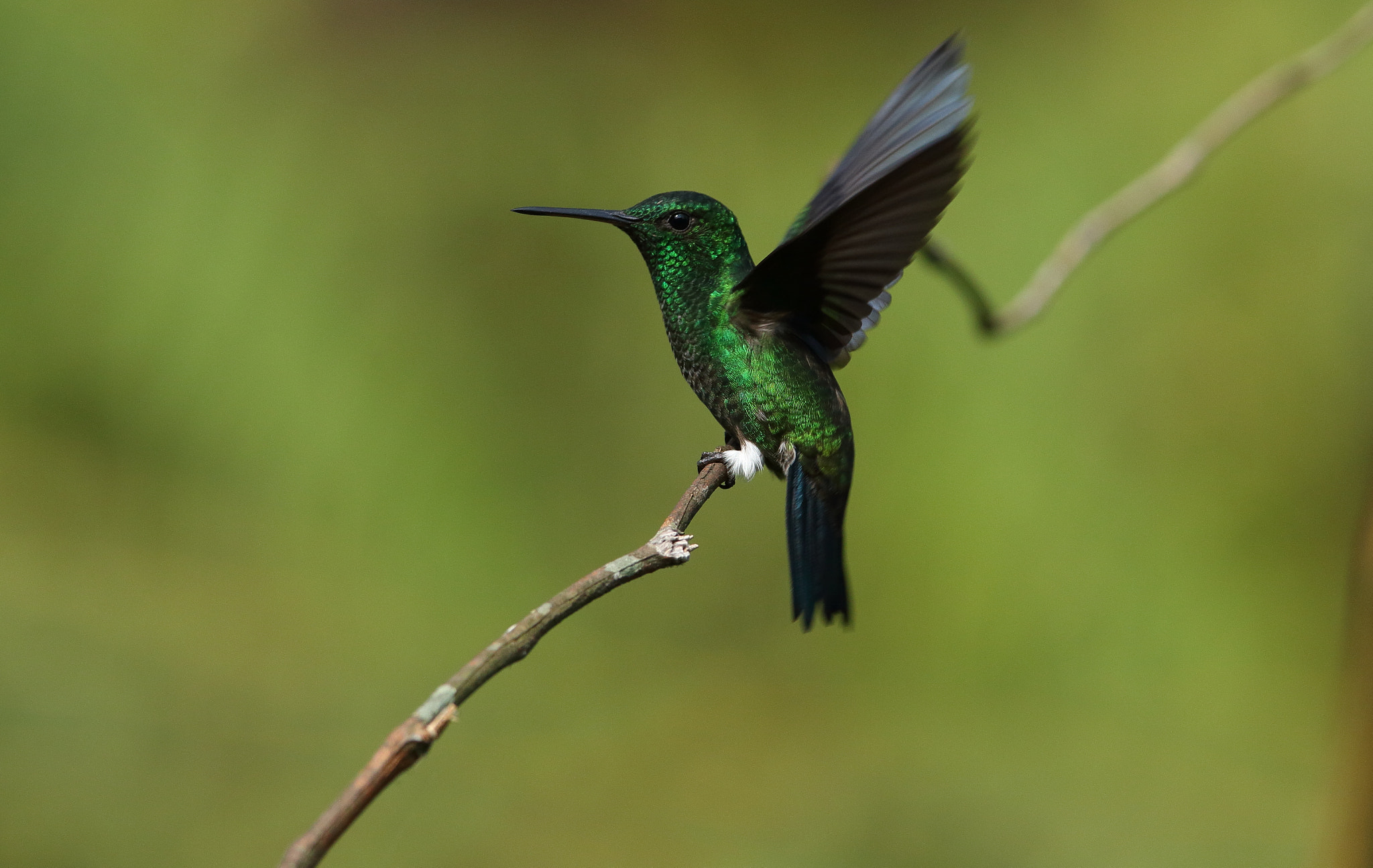 Canon EF 300mm F2.8L IS USM sample photo. Western emerald photography