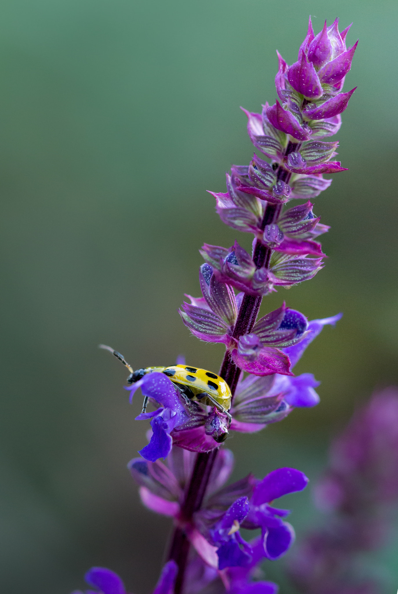 Canon EF 100mm F2.8L Macro IS USM sample photo. Sage and yellow beetle photography