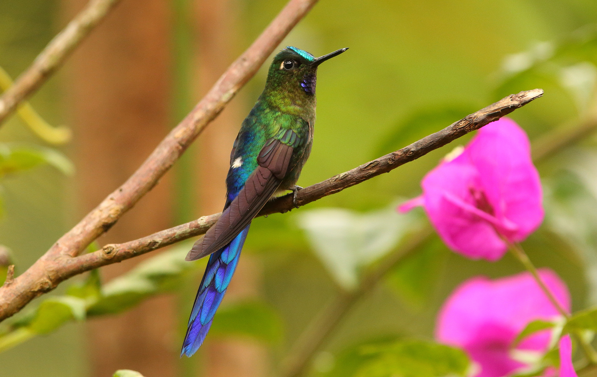 Canon EF 300mm F2.8L IS USM sample photo. Violet tailed sylph photography