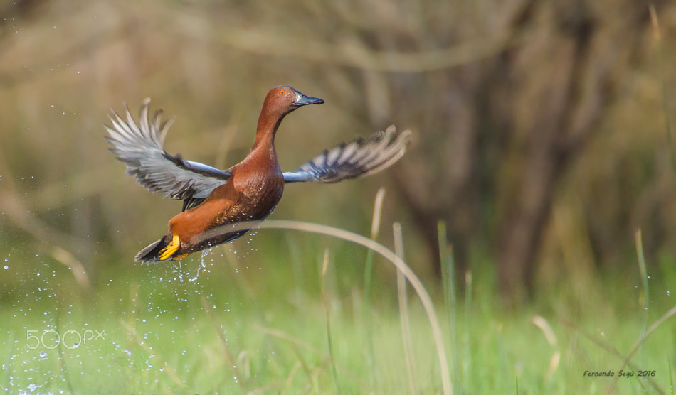 Sigma 50-500mm F4.5-6.3 DG OS HSM sample photo. Cinnamon teal photography