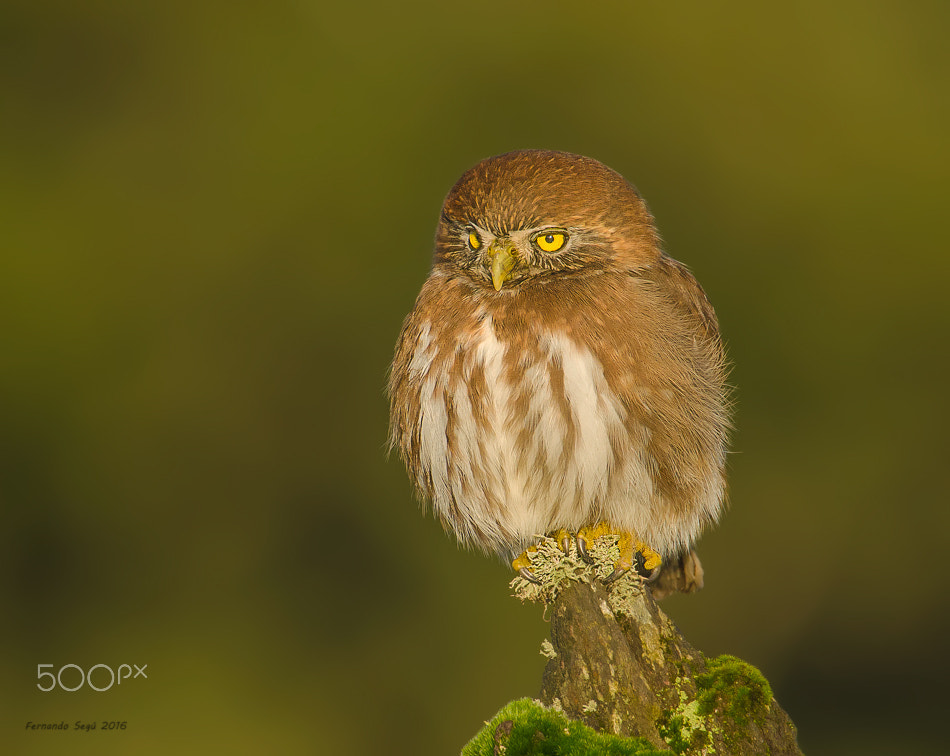 Sigma 50-500mm F4.5-6.3 DG OS HSM sample photo. Pigmy owl photography