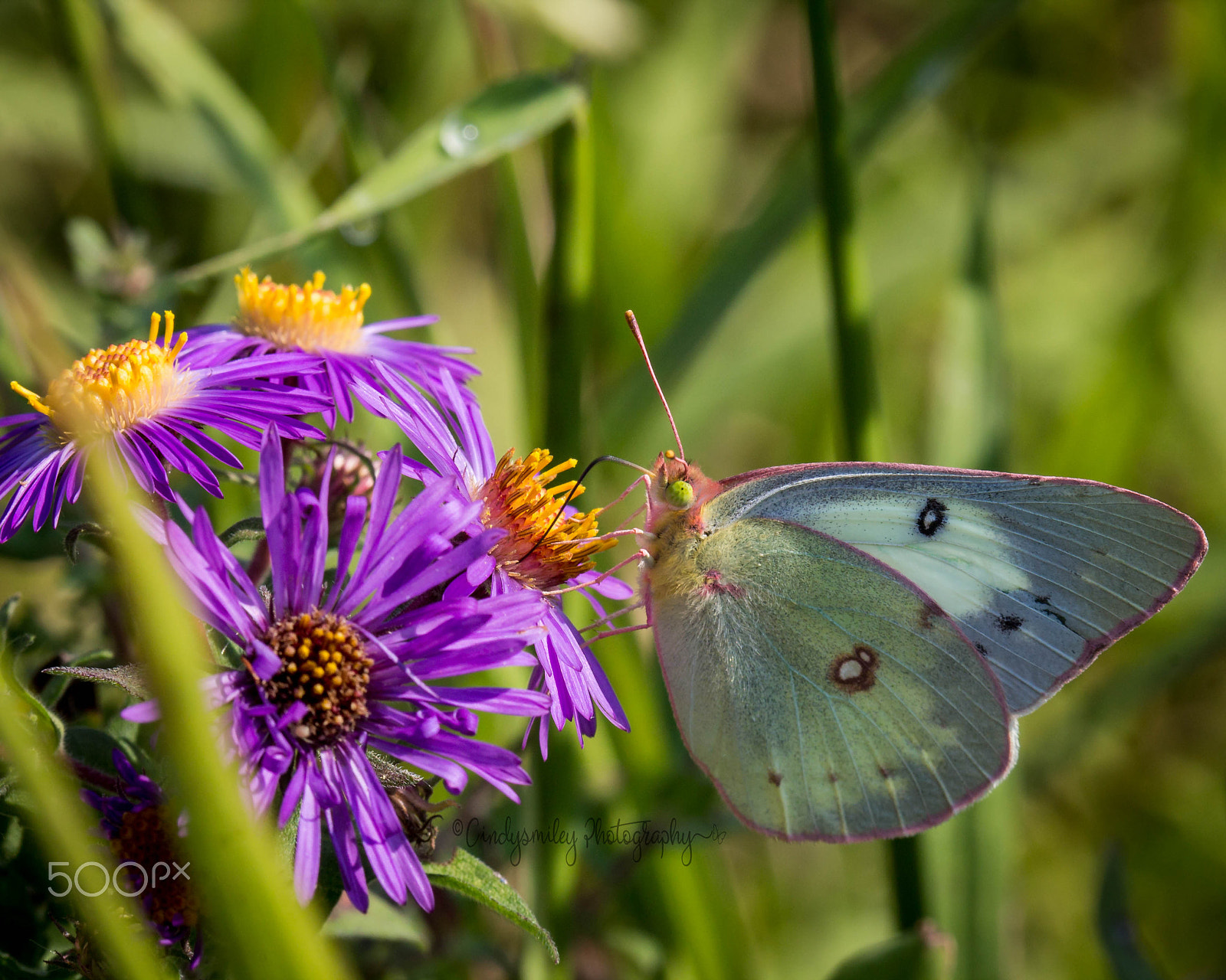 Canon EF 100mm F2.8 Macro USM sample photo. Butterfly photography
