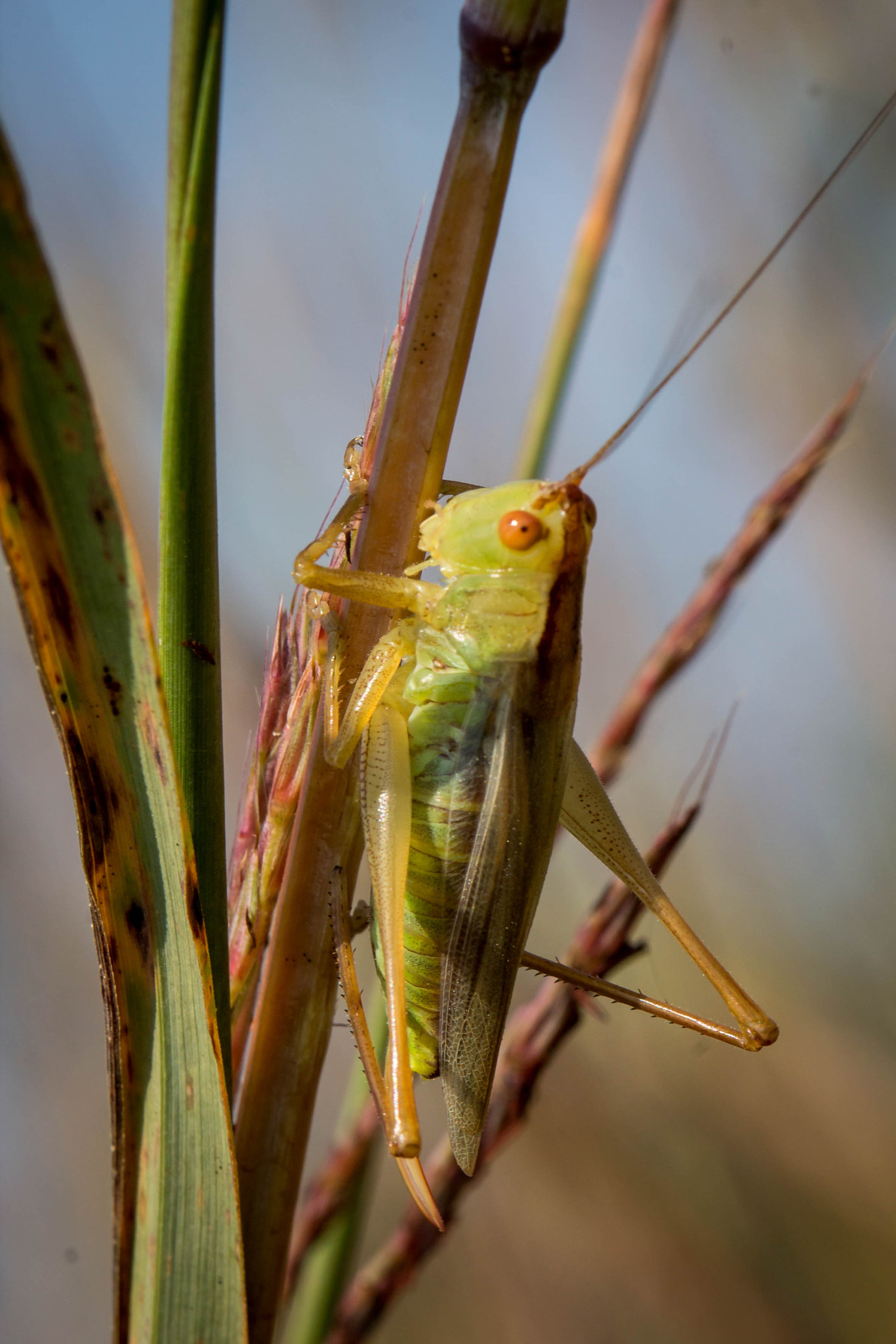Canon EF 100mm F2.8 Macro USM sample photo. Grasshopper photography