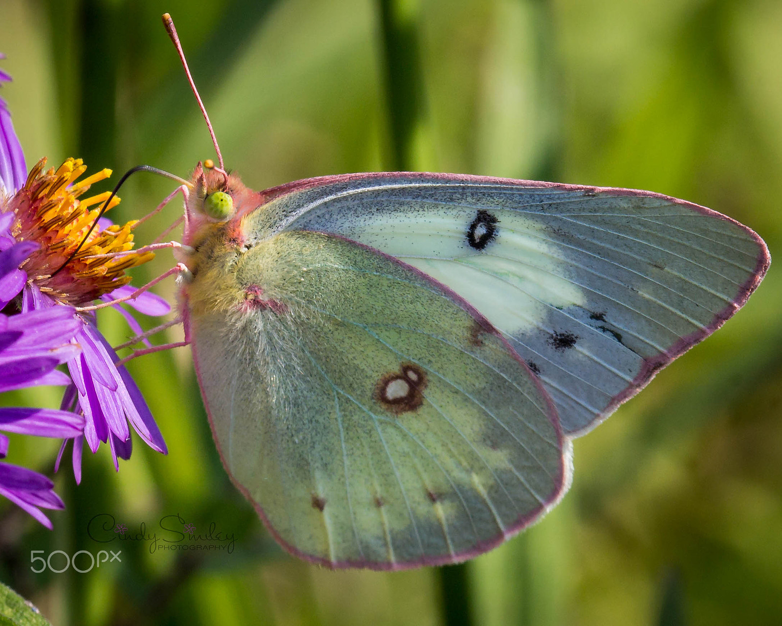 Canon EF 100mm F2.8 Macro USM sample photo. Butterfly photography