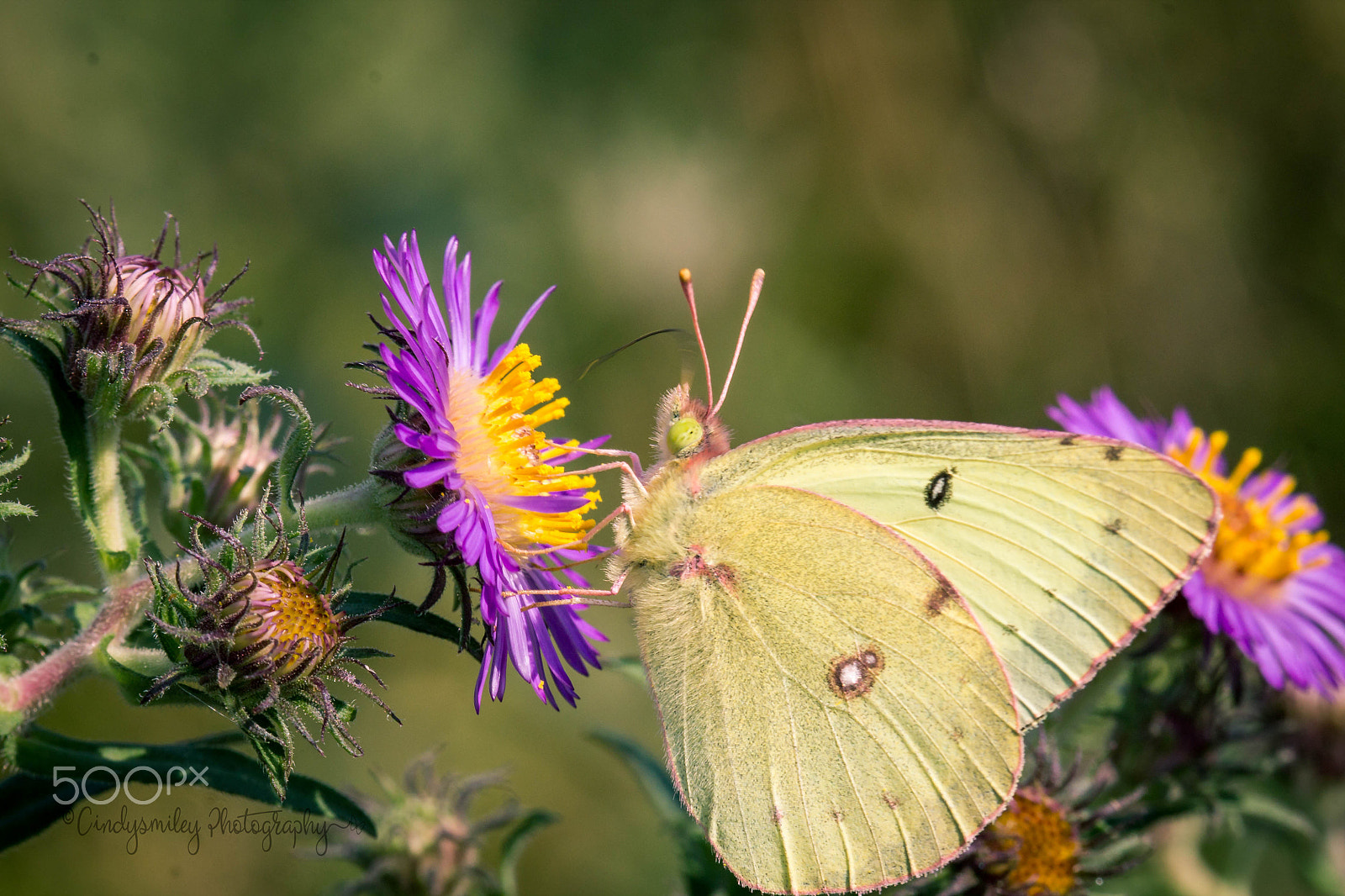 Canon EF 100mm F2.8 Macro USM sample photo. Butterfly on purple flower photography