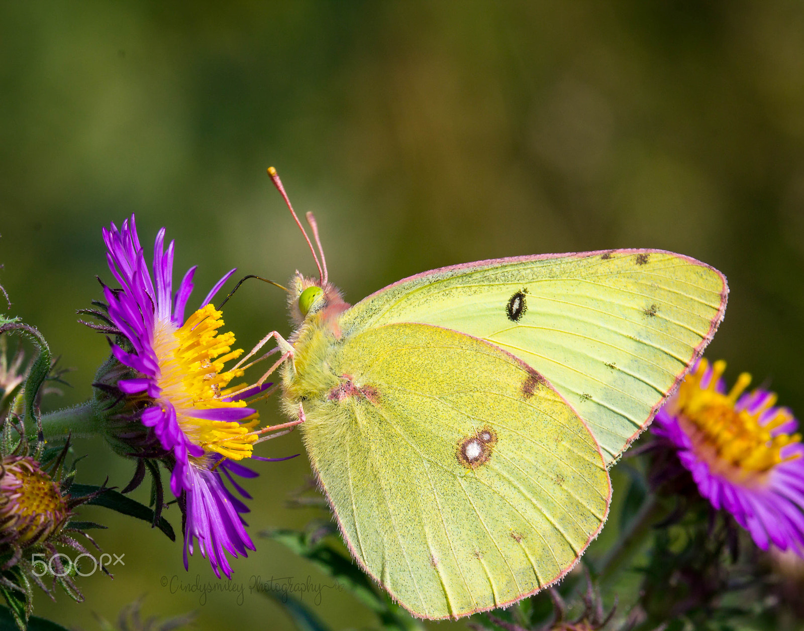Canon EF 100mm F2.8 Macro USM sample photo. Butterfly photography