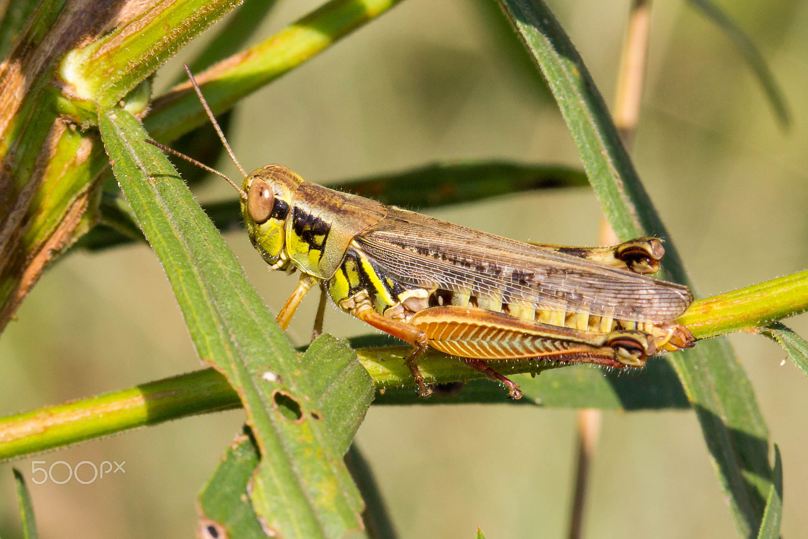 Canon EF 100mm F2.8 Macro USM sample photo. Grasshopper photography