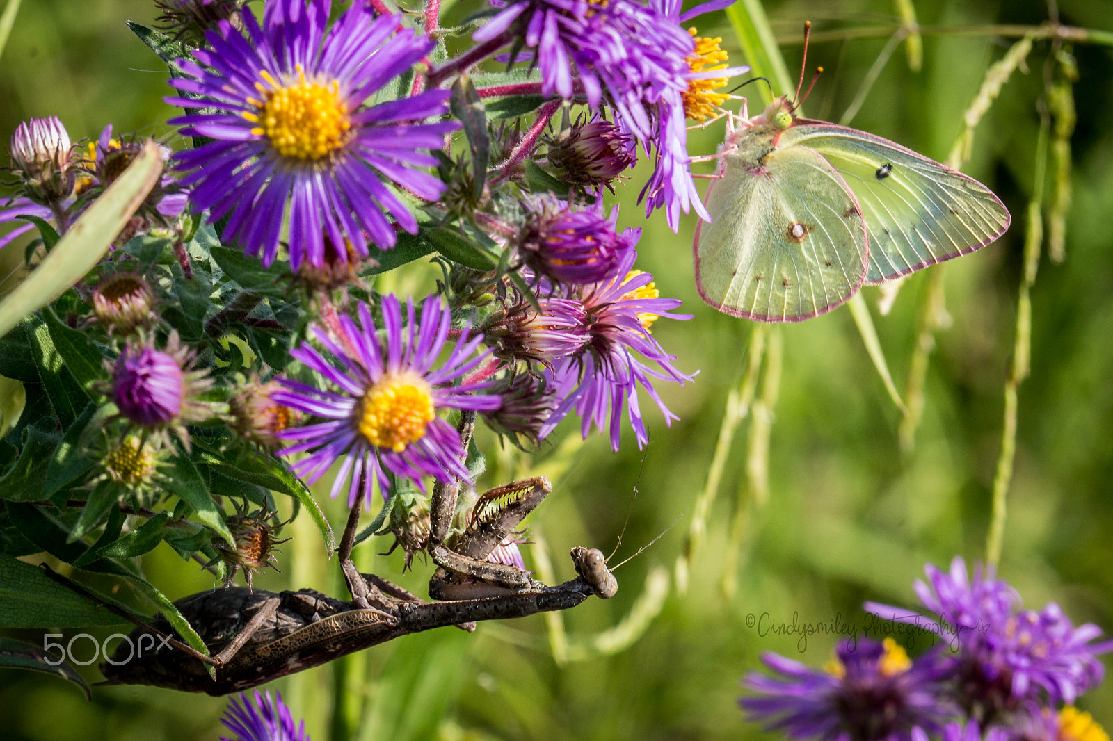Canon EF 100mm F2.8 Macro USM sample photo. Cabbage butterfly on purple fowers photography