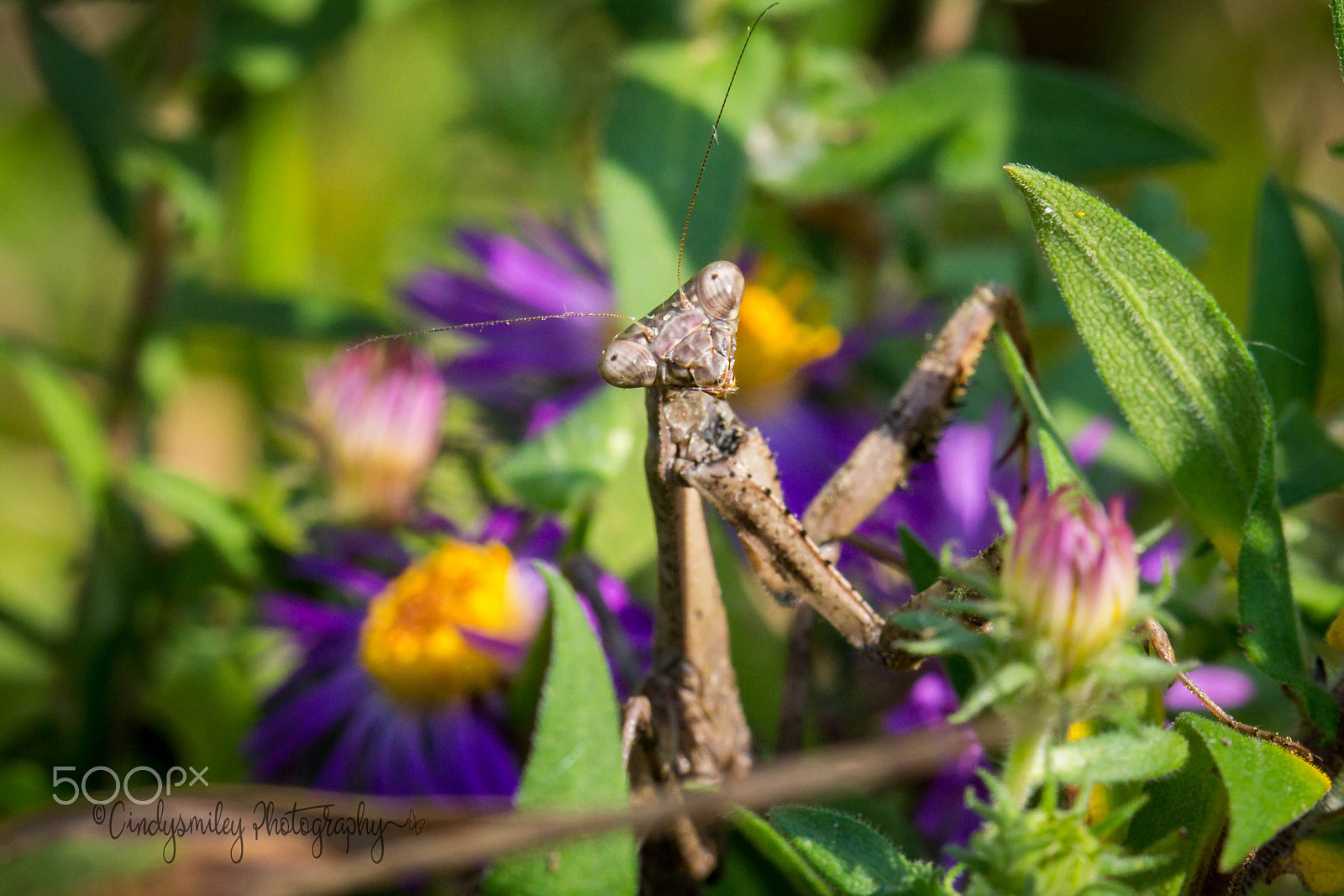 Canon EF 100mm F2.8 Macro USM sample photo. Praying mantis photography