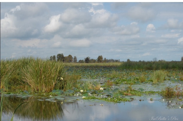 One of my very favorite local places to just BE... ...: One of my very favorite local places to just BE.... always a new scene to capture... nature totally wild and unhampered ...Savannah National Wildlife Refuge...what was once a rice plantation "Fife Plantation "