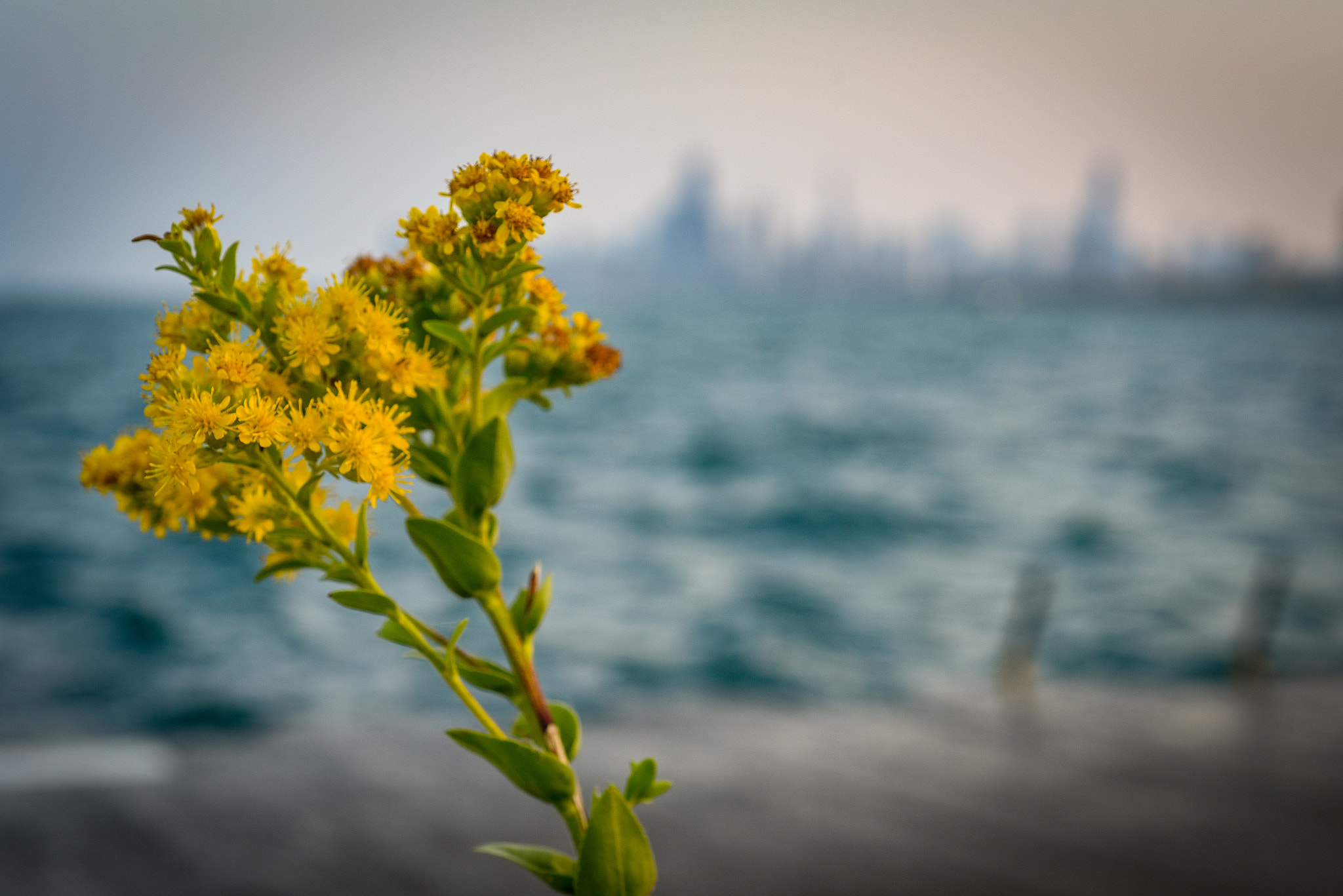 Nikon AF Micro-Nikkor 60mm F2.8D sample photo. A wildflower in chicago photography