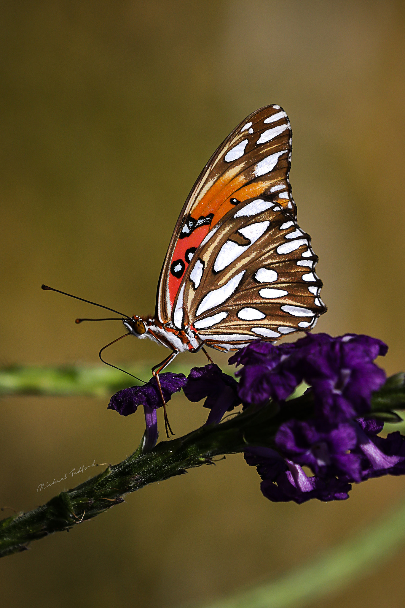 Canon EF 70-200mm F2.8L IS II USM sample photo. Passion butterfly photography