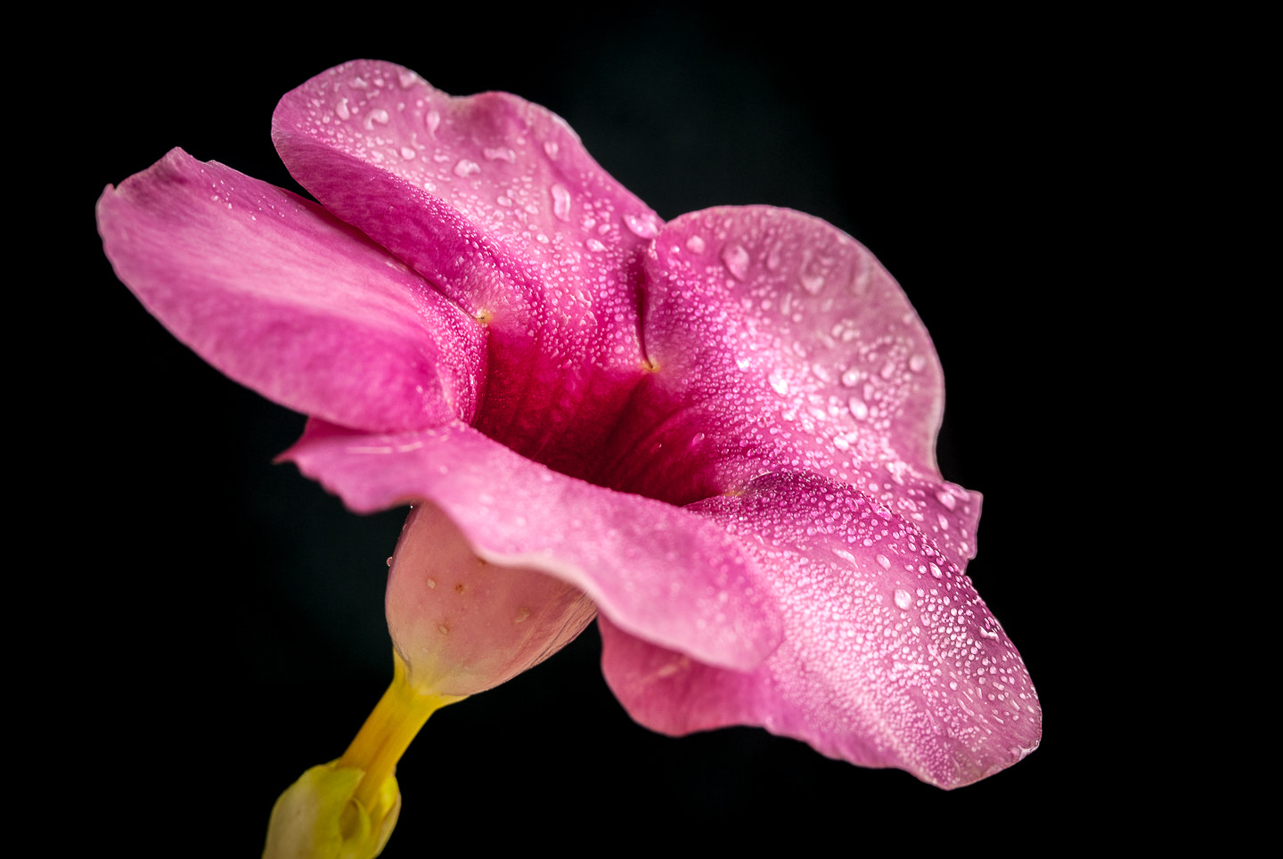 Nikon D40X sample photo. Morning glory photography