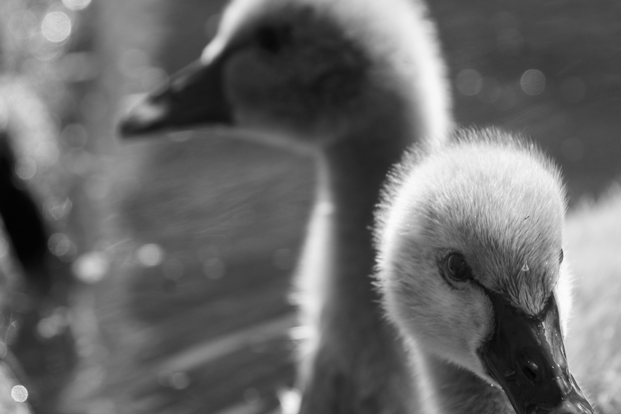Sony DT 16-105mm F3.5-5.6 sample photo. "ugly ducklings" photography