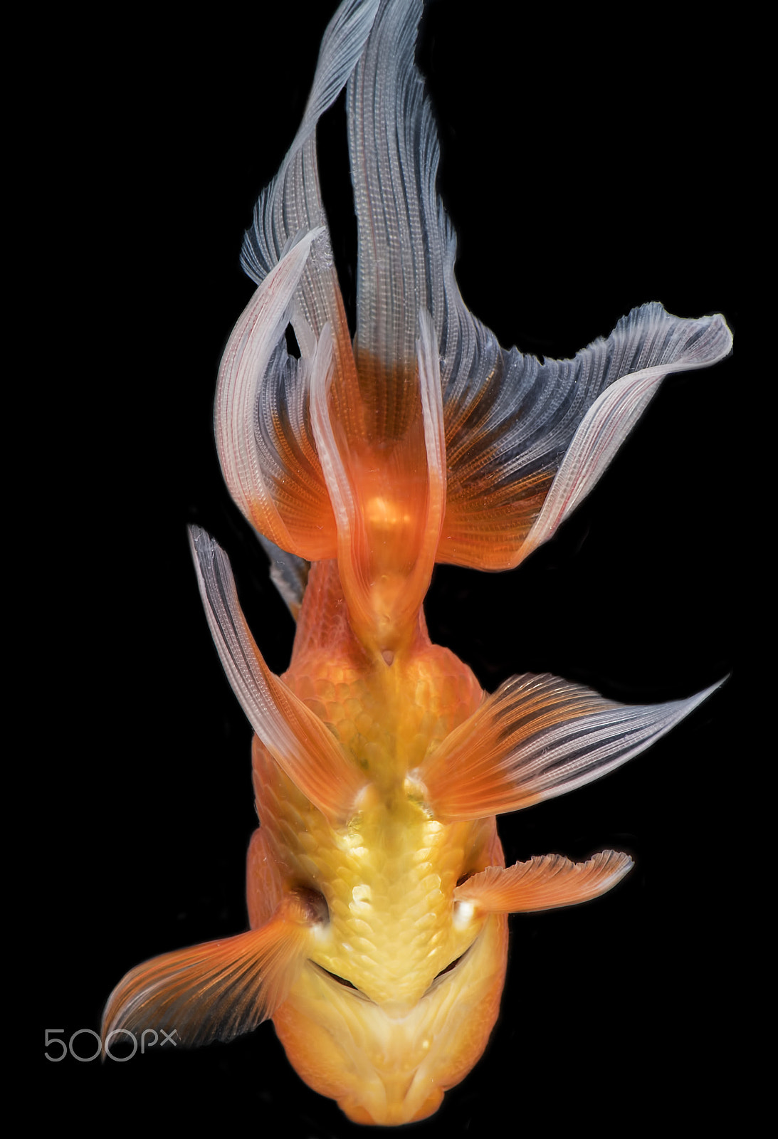 Nikon D750 + Nikon AF-S DX Nikkor 55-300mm F4.5-5.6G ED VR sample photo. Beautiful tail & fin of the goldfish photography