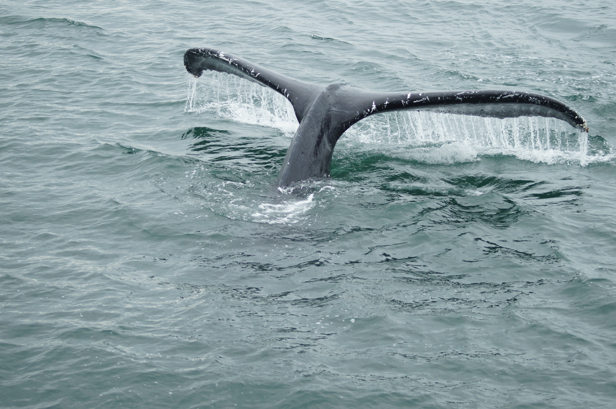 Sony 75-300mm F4.5-5.6 sample photo. Whale dive photography