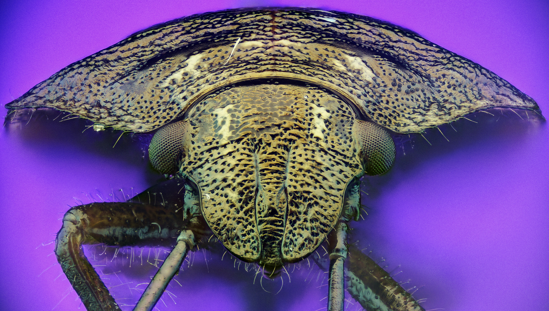 90mm F2.8 sample photo. Shield bug photography