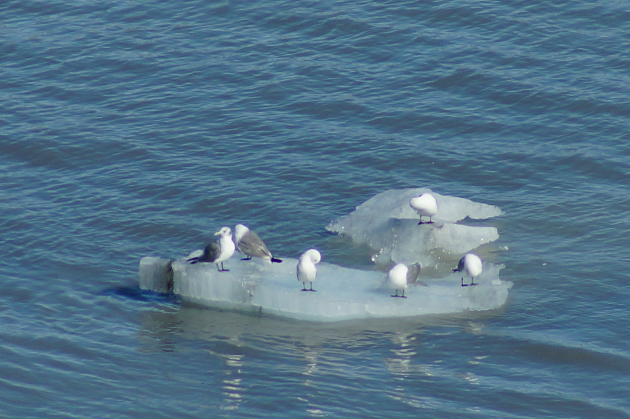 Sony 75-300mm F4.5-5.6 sample photo. Seagull chilling near hubbard glacier photography