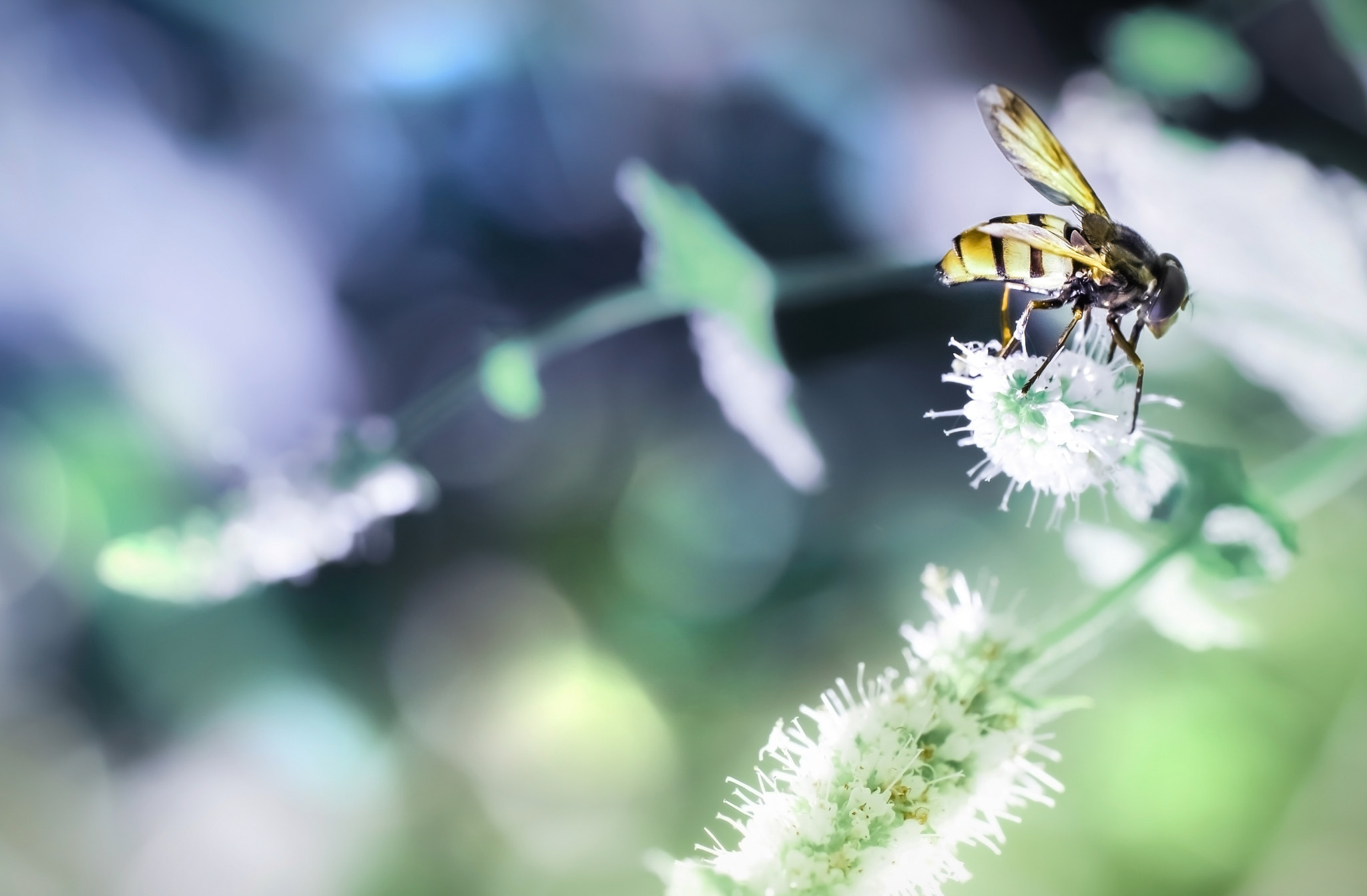 Sigma 105mm F2.8 EX DG OS HSM sample photo. The pleasure of slow living photography