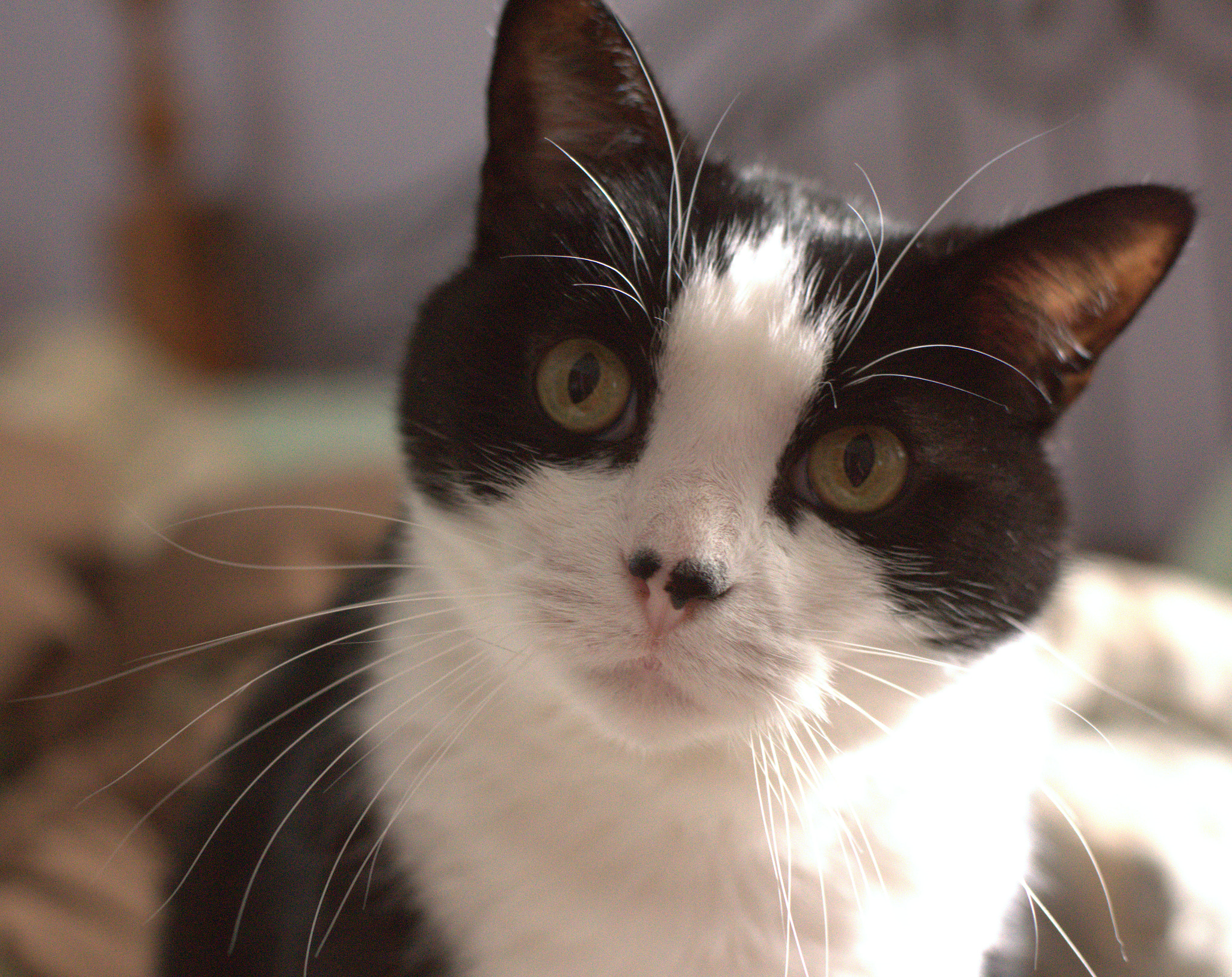 Minolta AF 50mm F1.4 [New] sample photo. Jack photography