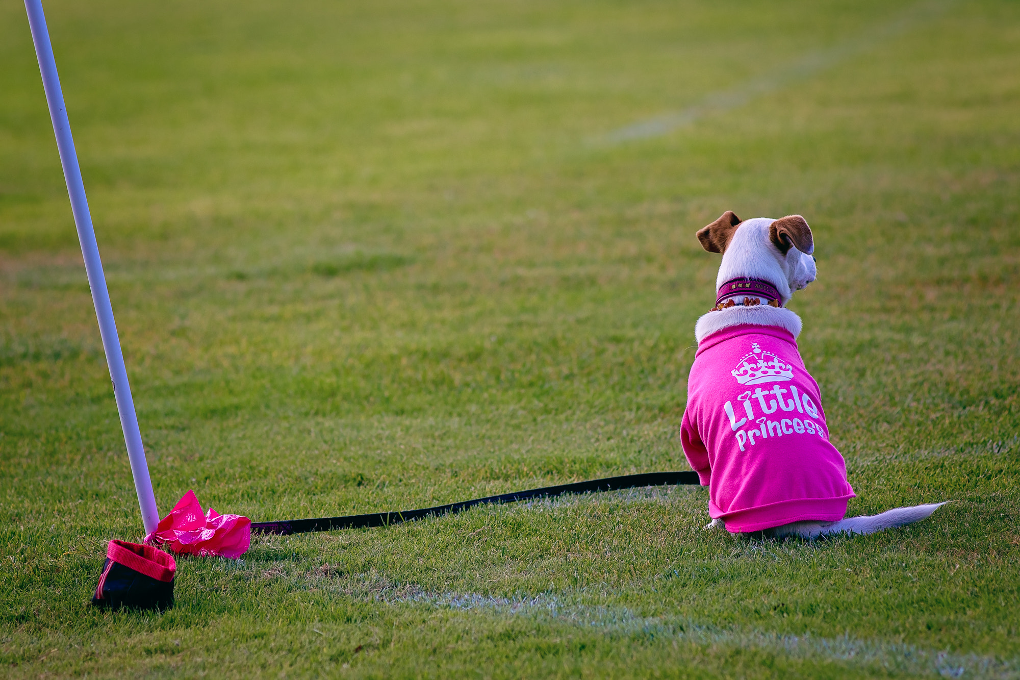 Canon EOS 80D + Canon EF 200mm F2.8L II USM sample photo. Dog at the football field photography