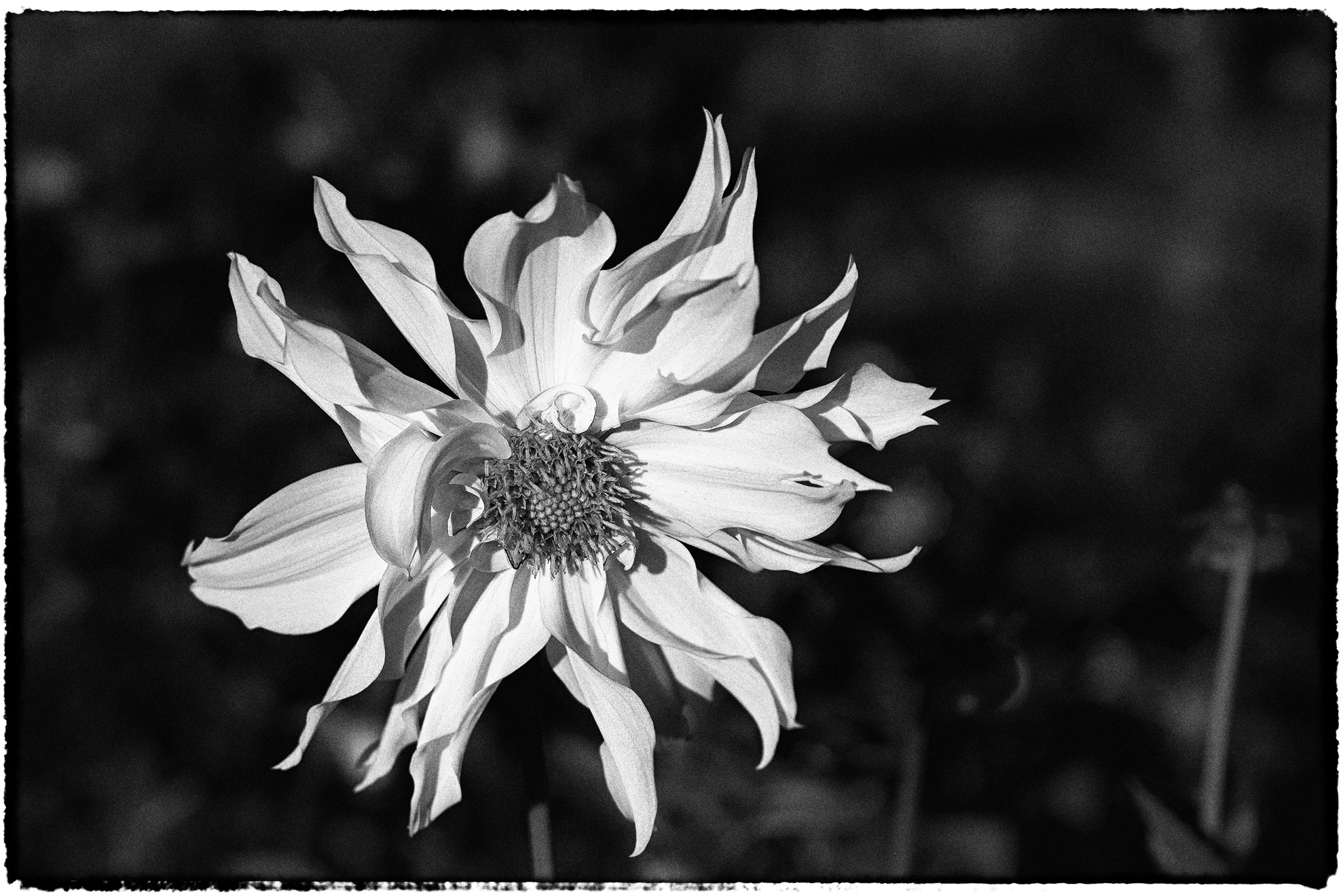 Nikon D3200 sample photo. Monastary garden photography