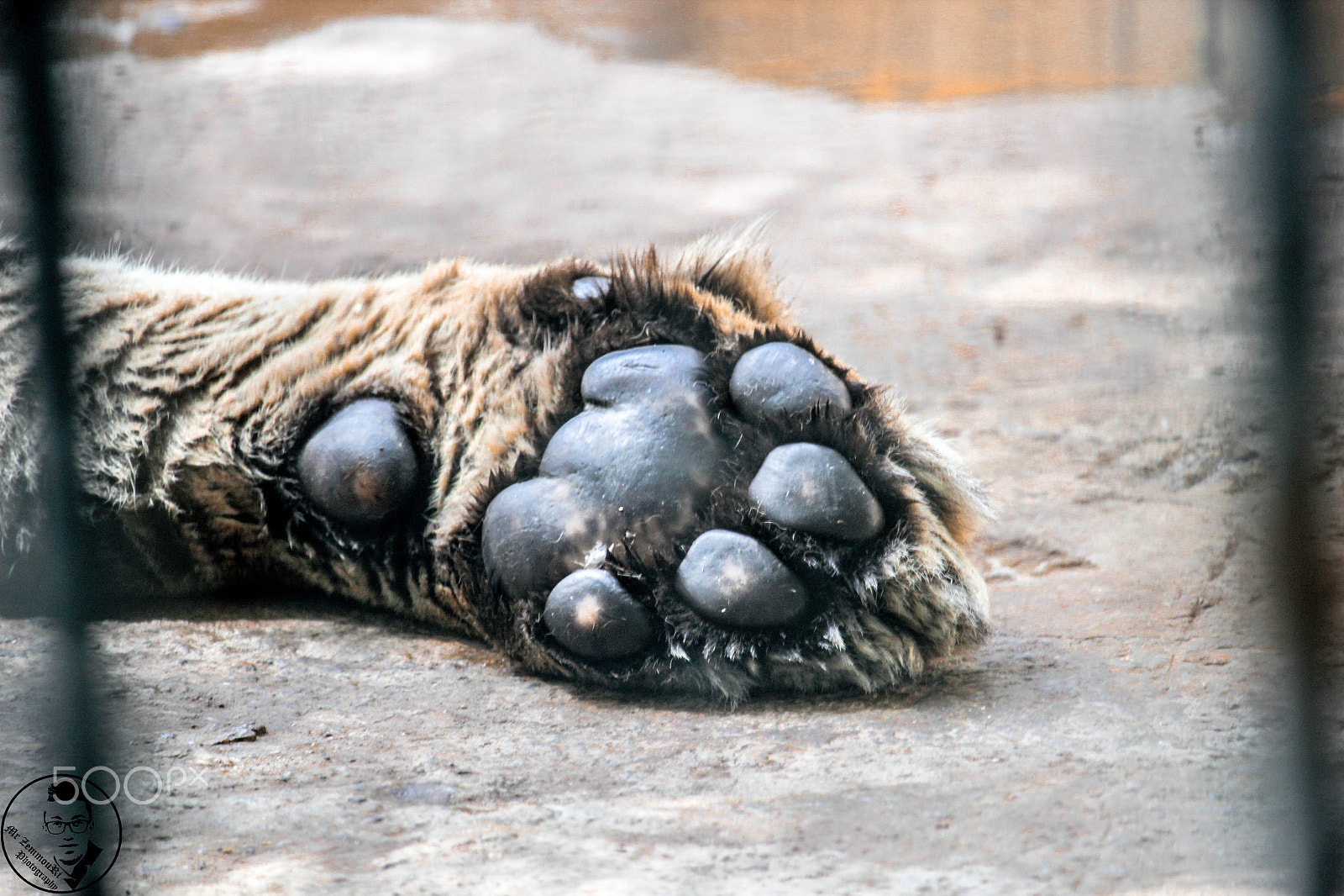 Canon EF-S 55-250mm F4-5.6 IS STM sample photo. Tiger hand photography
