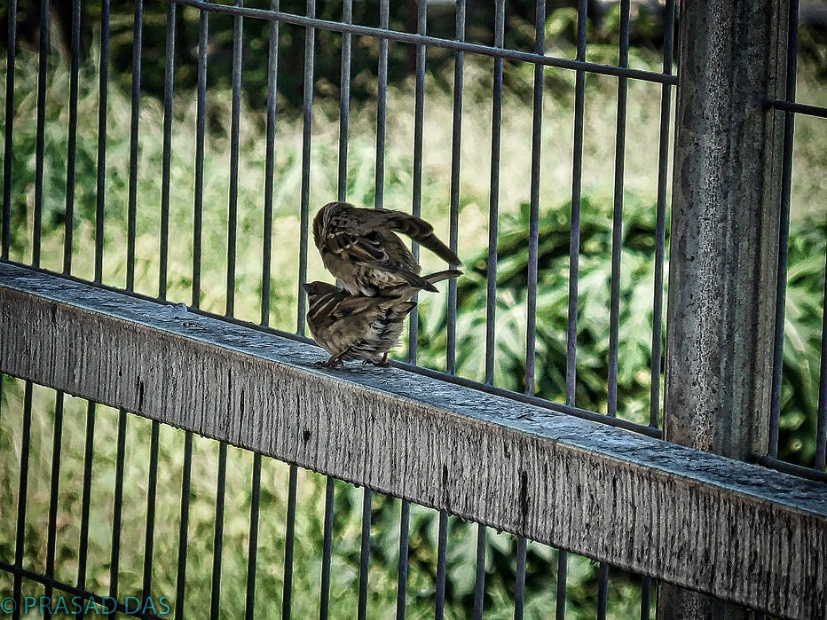 Nikon Coolpix S6900 sample photo. Playful sparrows with macphun photography