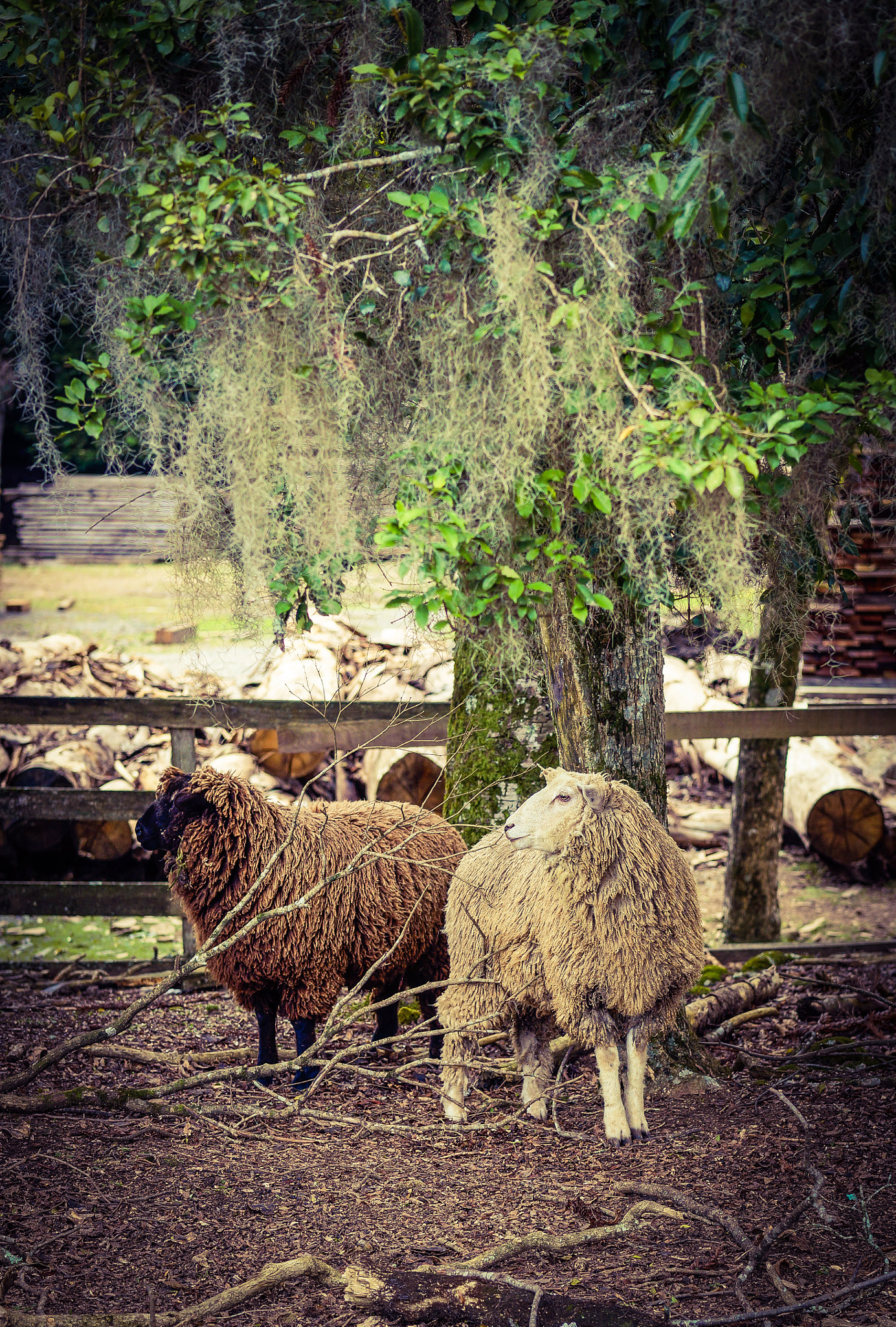 Sony Alpha a3000 + E 60mm F2.8 sample photo. Pastoral photography