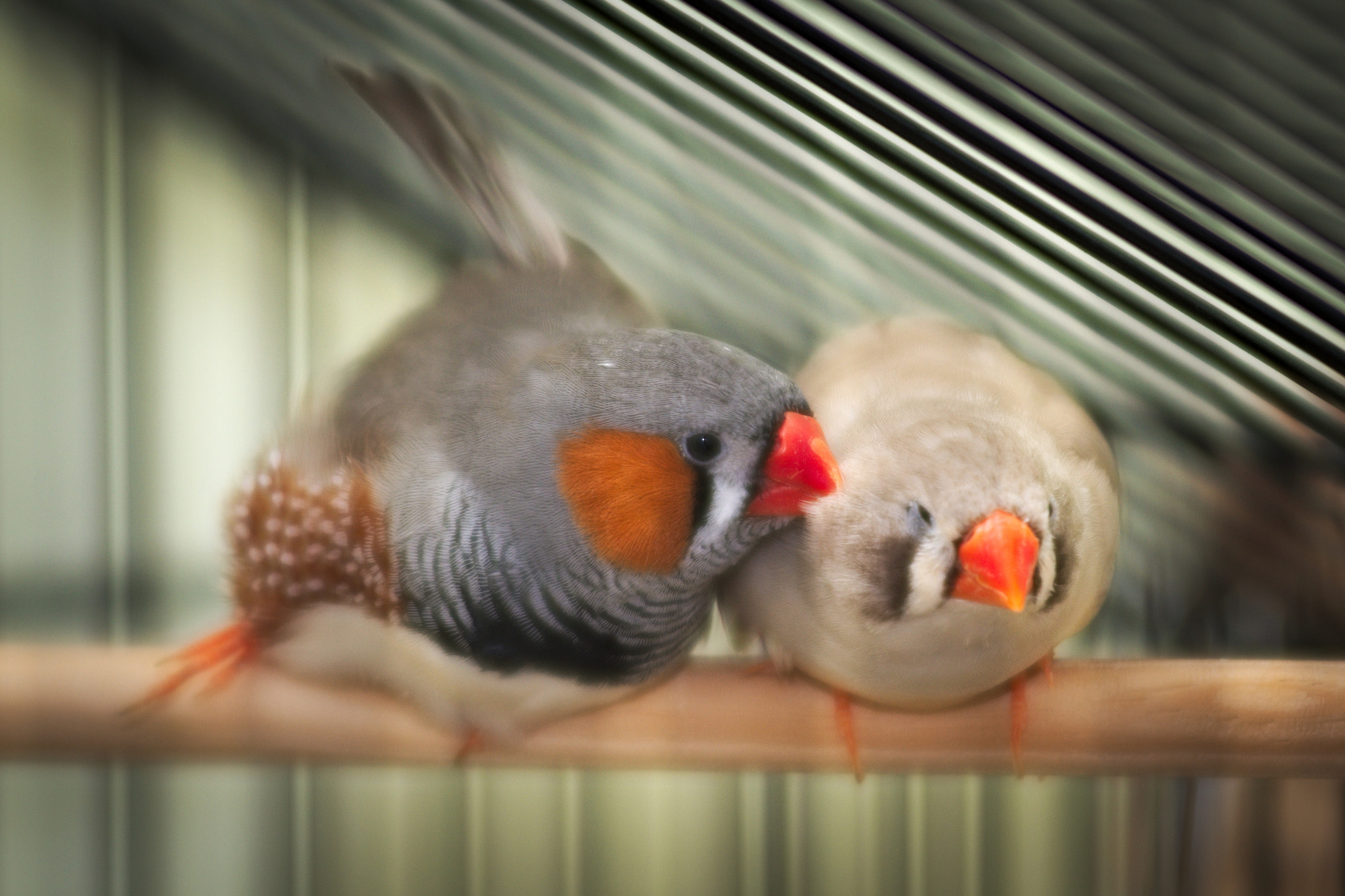 AF Zoom-Nikkor 80-200mm f/2.8 ED sample photo. Affection photography