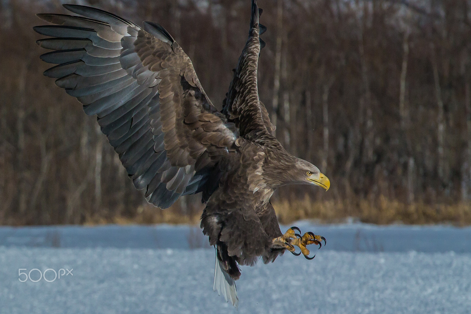 Canon EOS-1D X sample photo. Landing photography