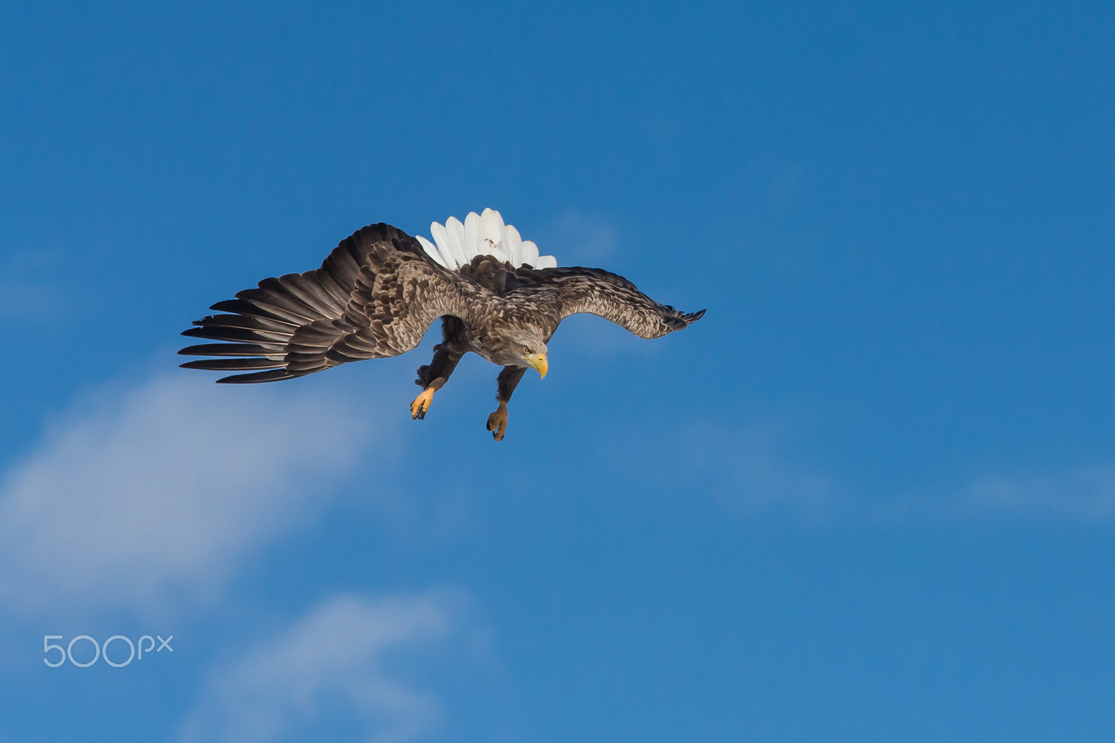 Canon EOS-1D X sample photo. Hovering to dive photography
