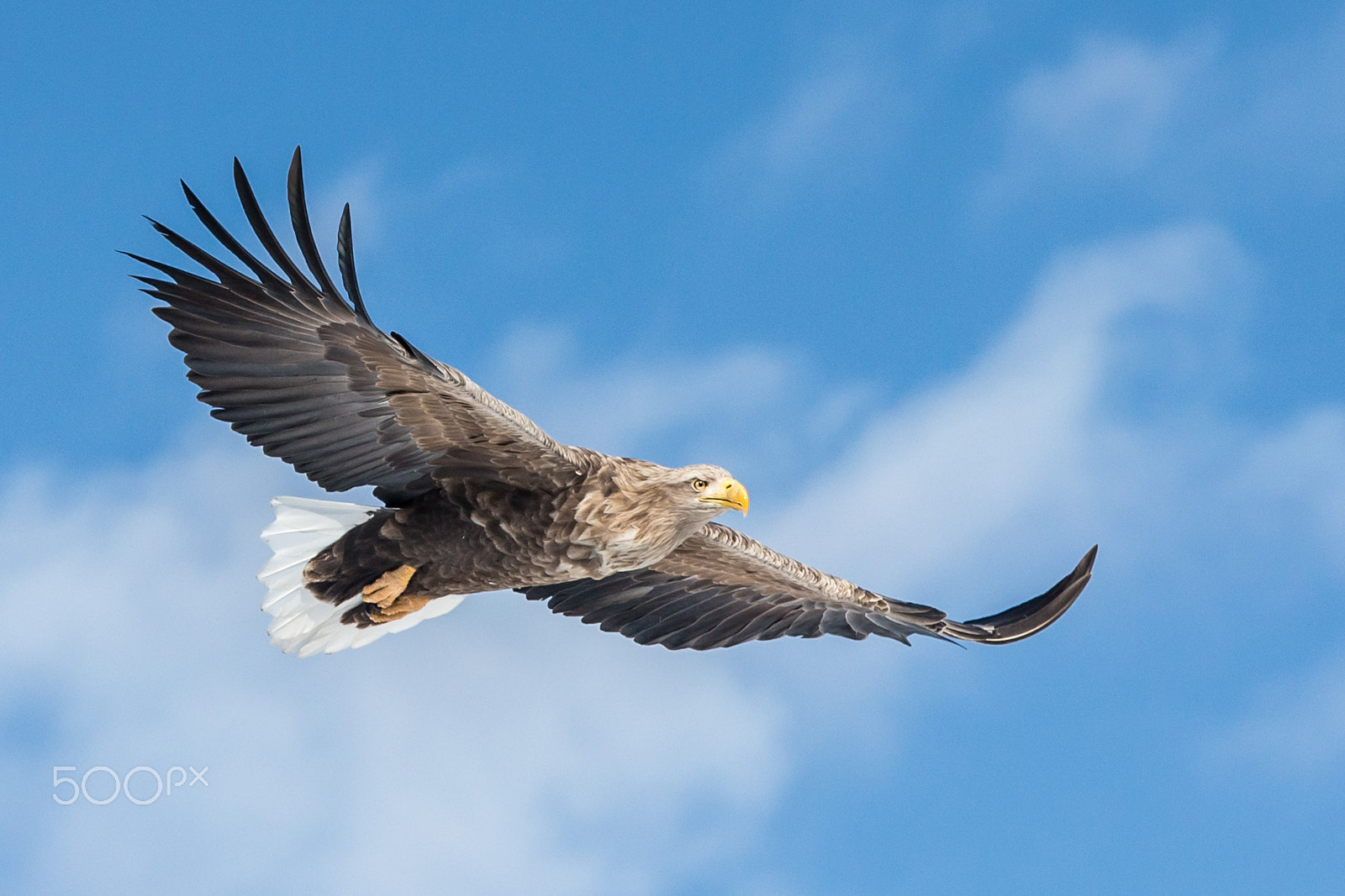 Canon EOS-1D X sample photo. Gliding photography