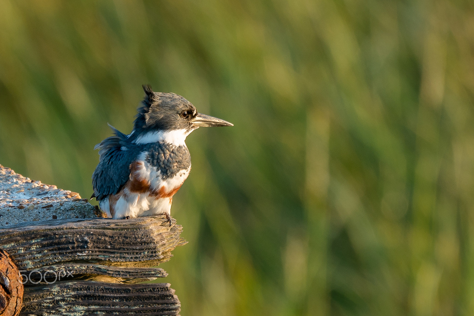 Sony a7R II + Sony 70-400mm F4-5.6 G SSM II sample photo. Watching the sunset photography