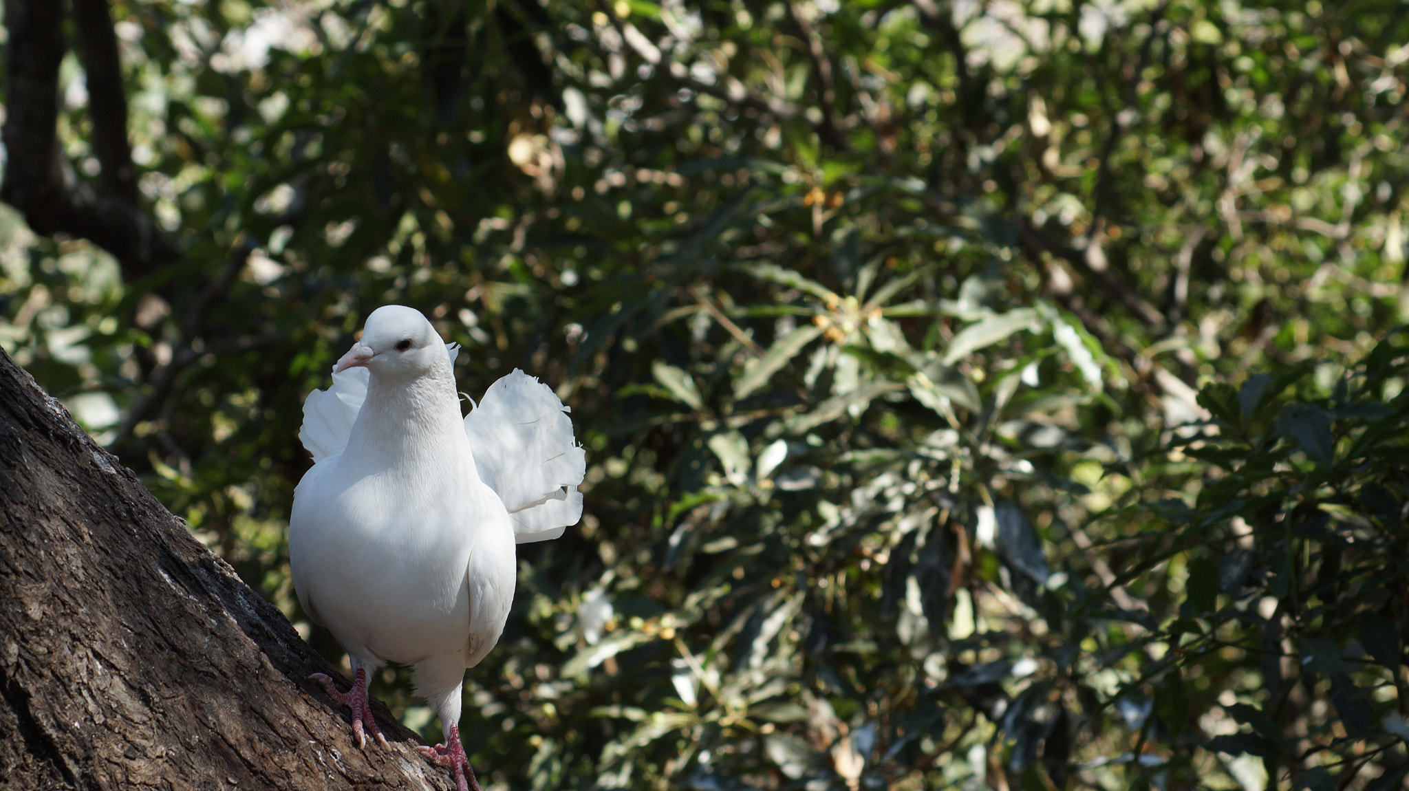 Sony 75-300mm F4.5-5.6 sample photo