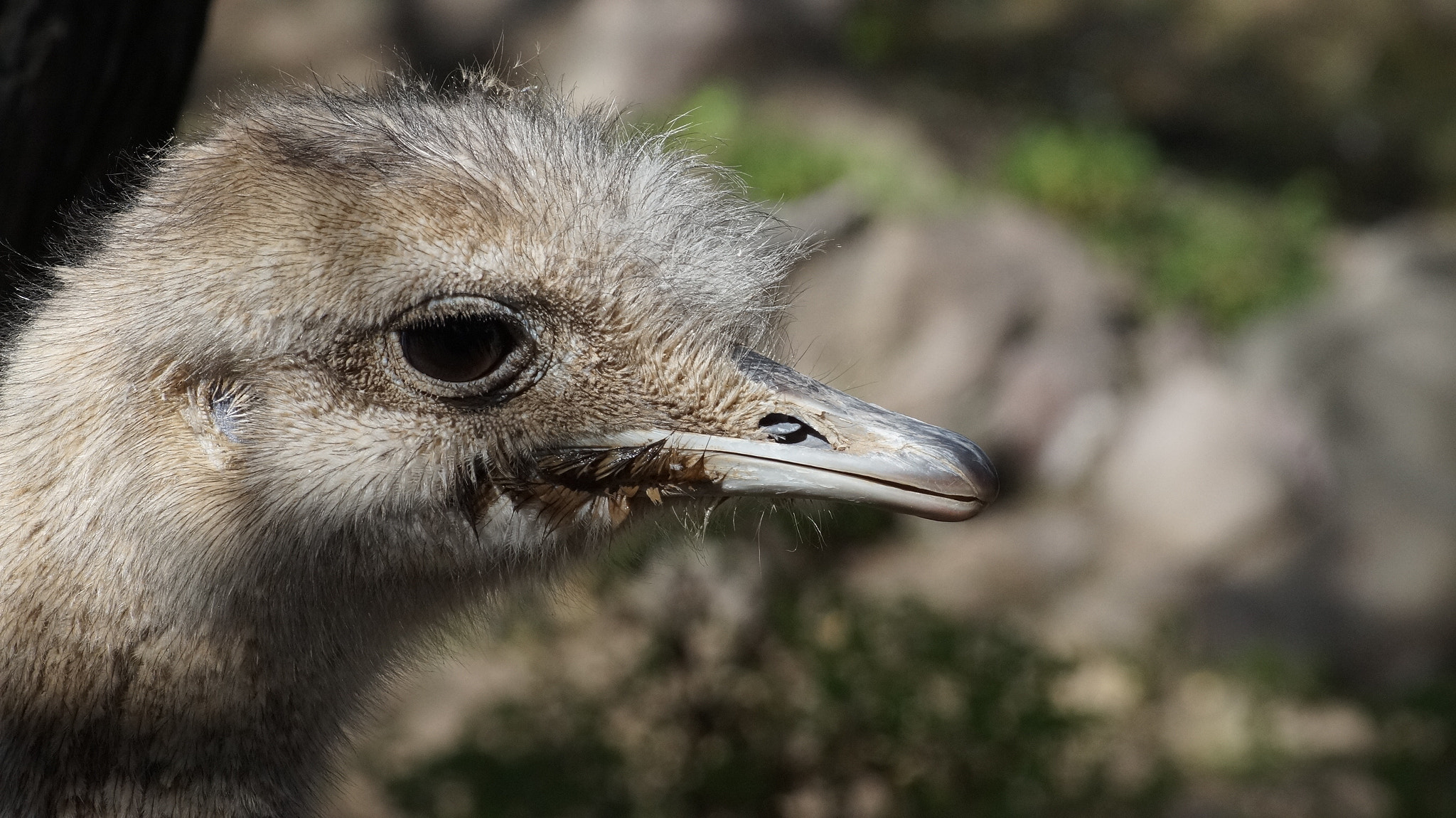 Sony 75-300mm F4.5-5.6 sample photo. Dsc photography