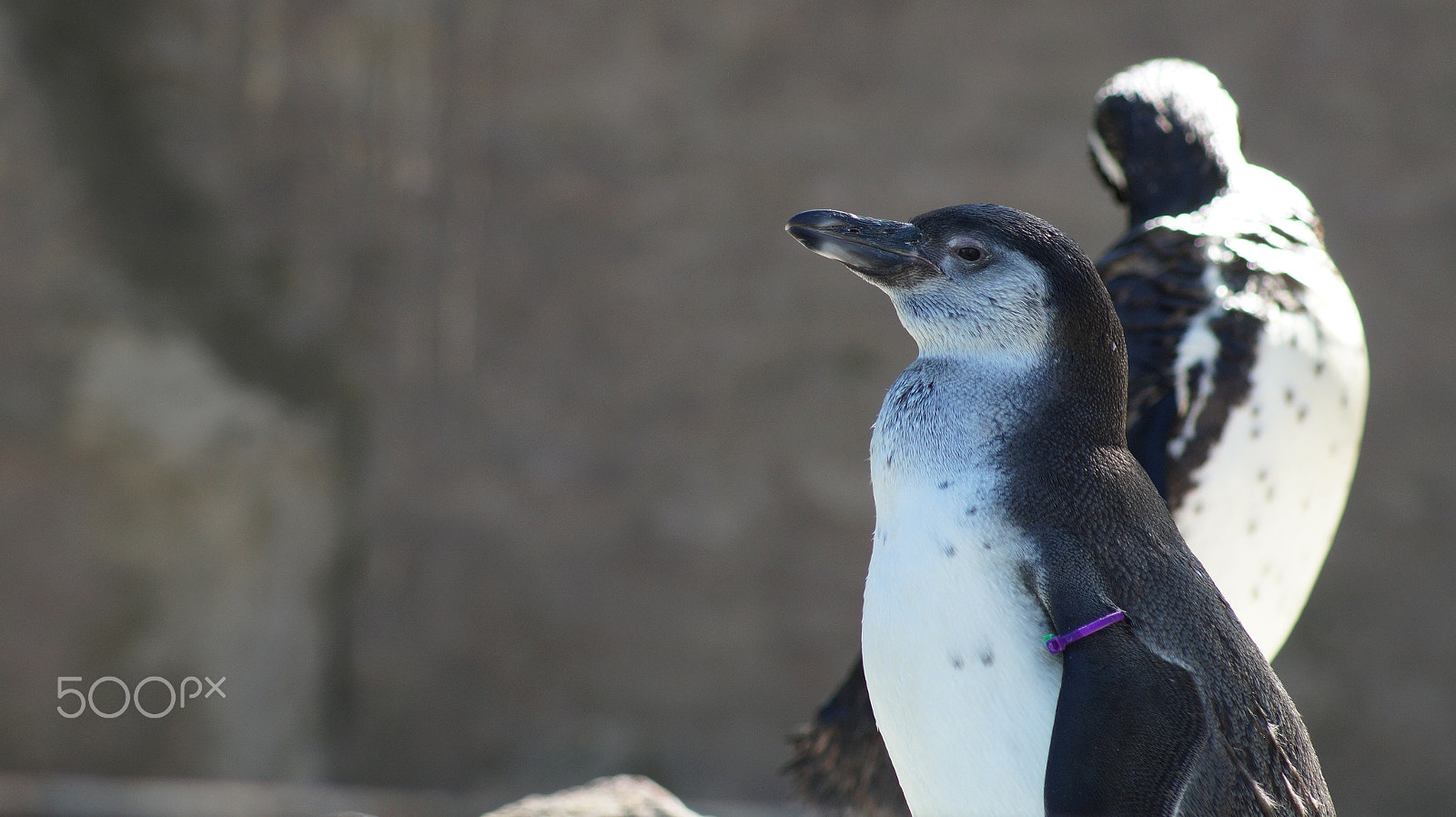 Sony 75-300mm F4.5-5.6 sample photo. Pingüino de humboldt photography