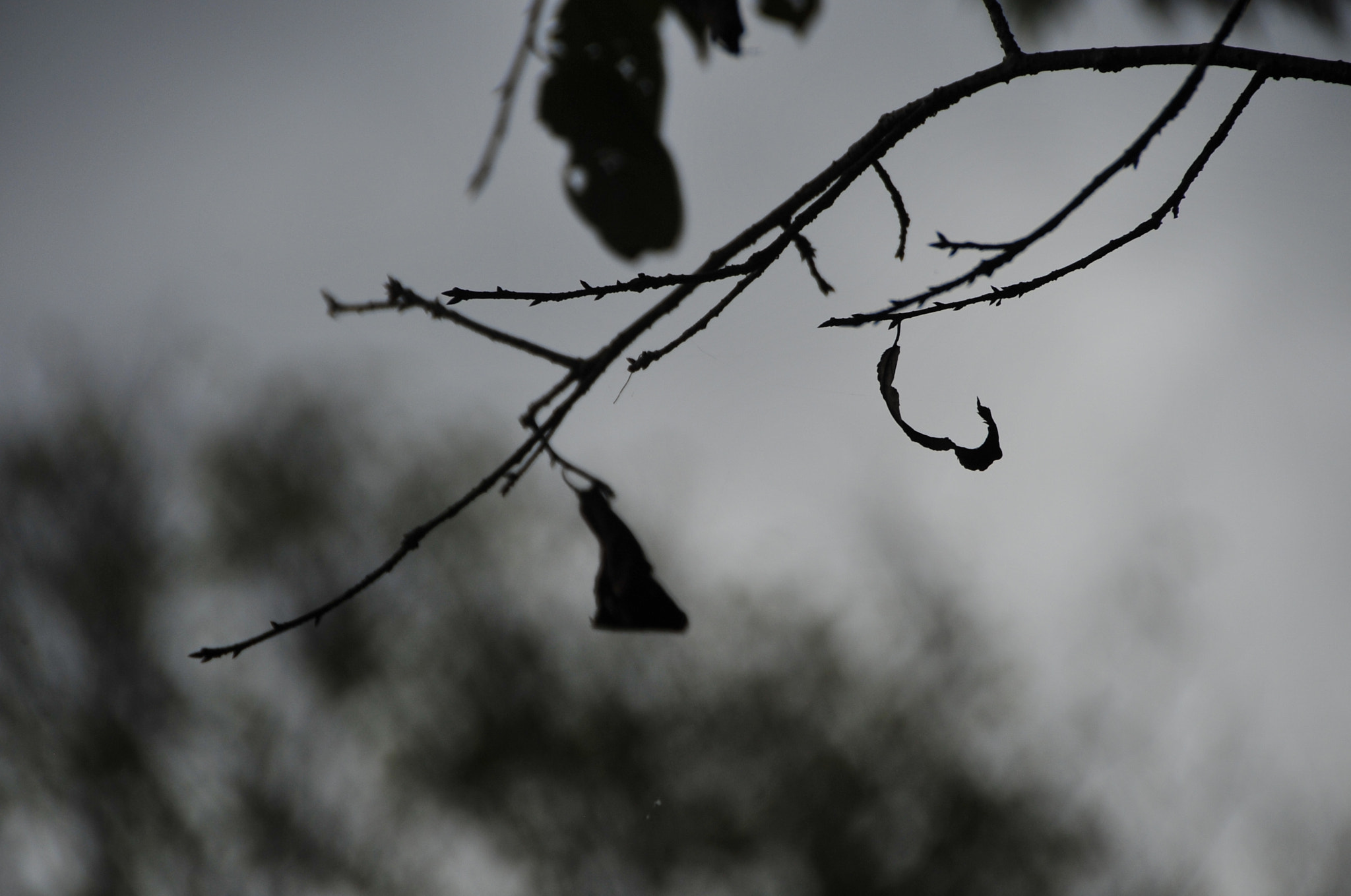 Nikon D3 sample photo. .. photography