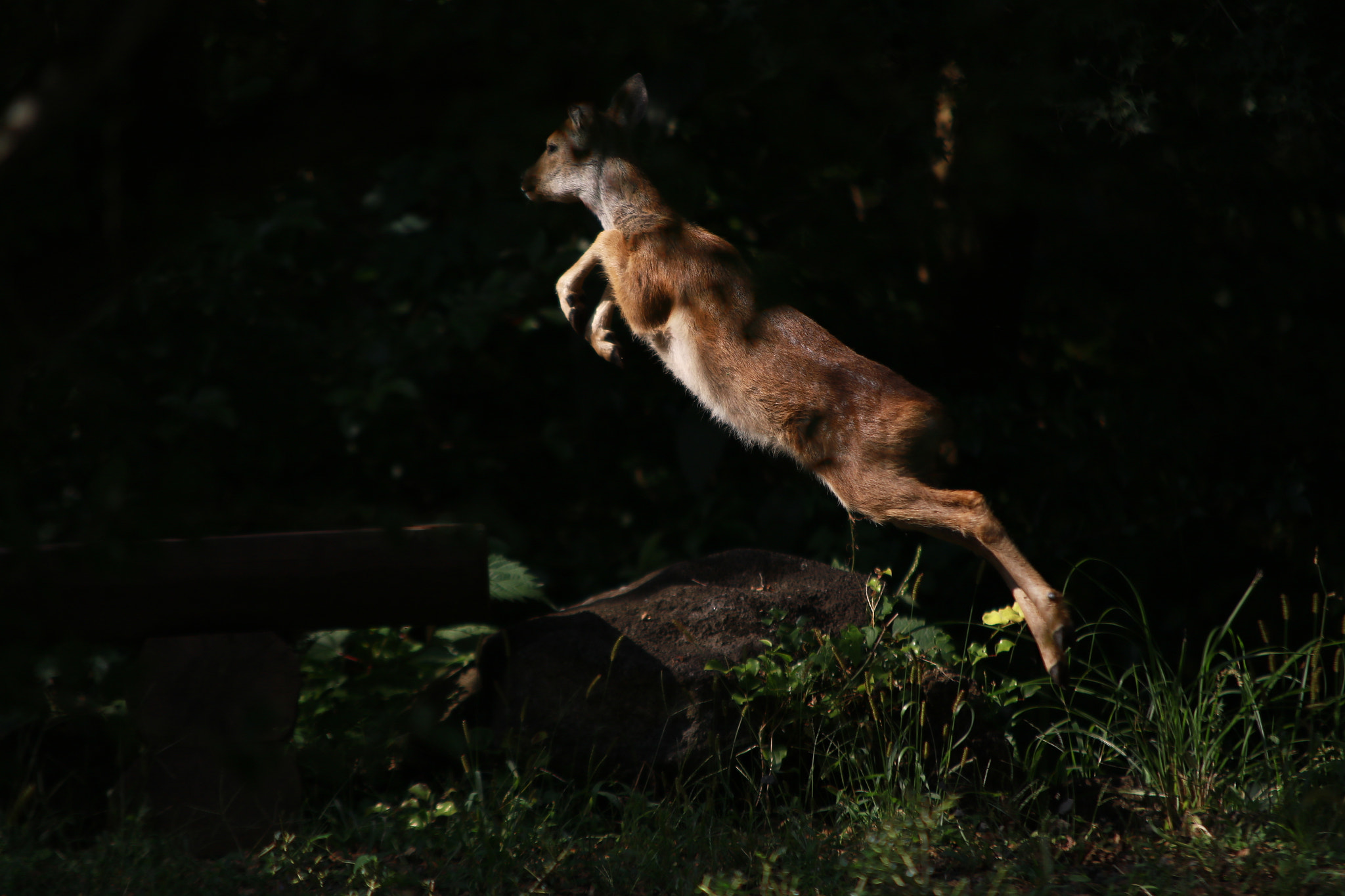 Canon EOS 7D Mark II + Sigma 70-200mm F2.8 EX DG OS HSM sample photo. Roe deer photography