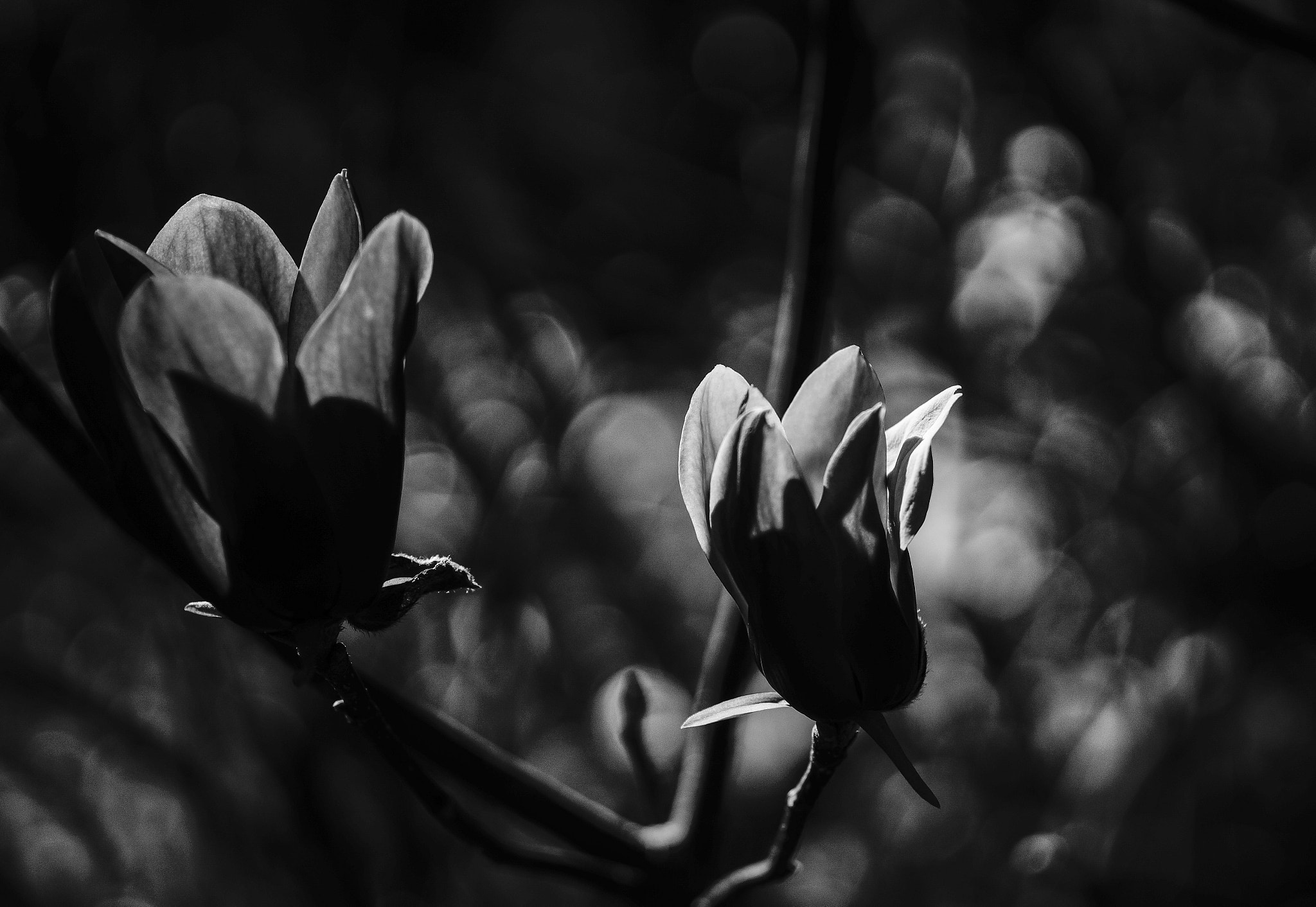 Sony Alpha a3000 + E 60mm F2.8 sample photo. Taciturnas  photography