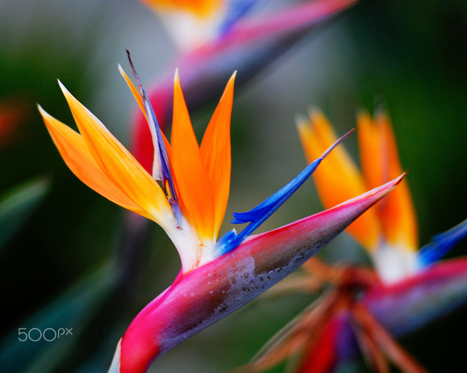 Nikon D40 sample photo. Primary colors  photography
