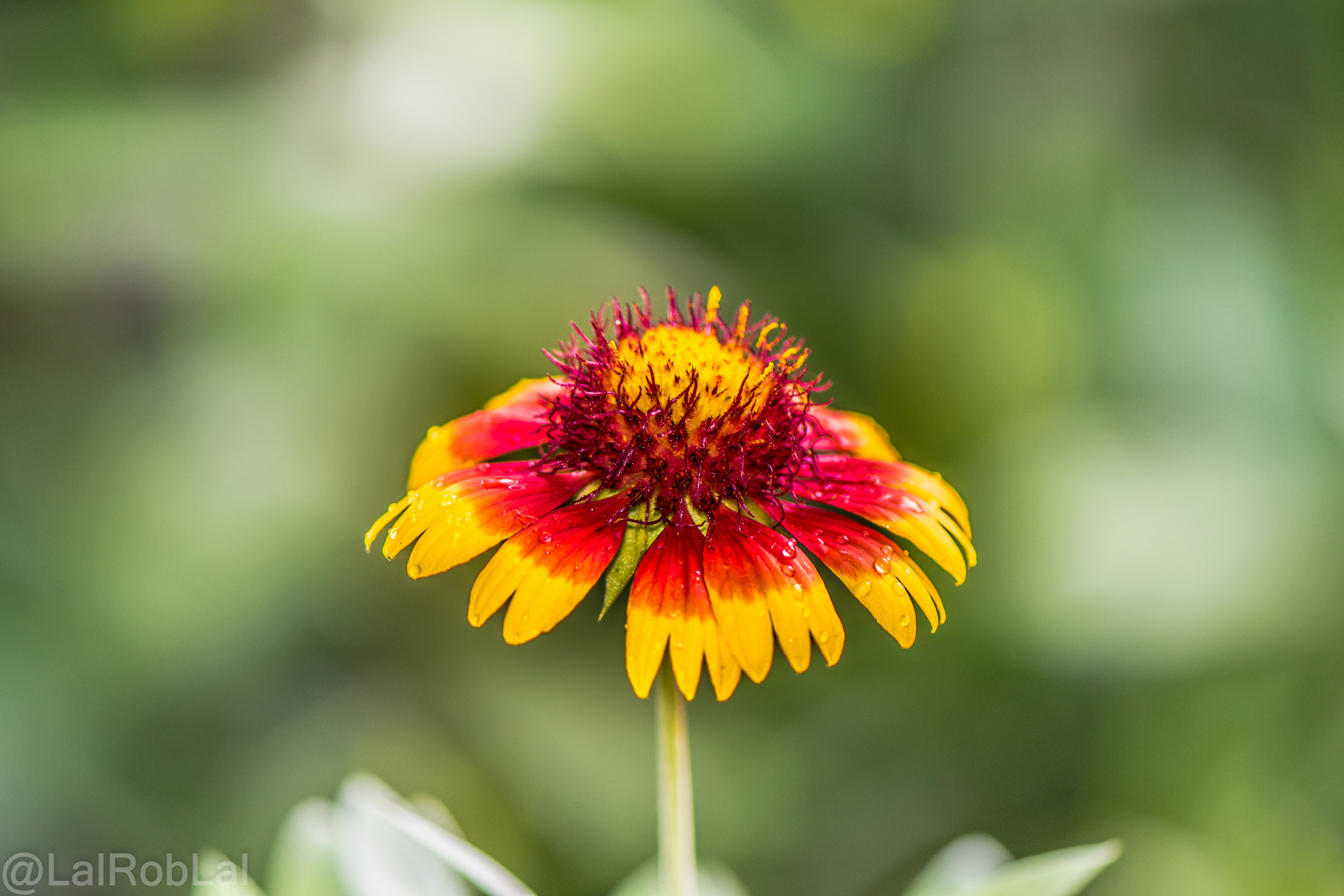 Nikon AF-S Micro-Nikkor 105mm F2.8G IF-ED VR sample photo. Flower photography