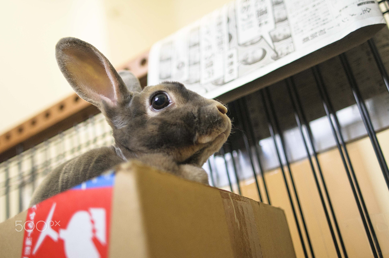 Nikon D300 sample photo. Weigh my rabbits photography