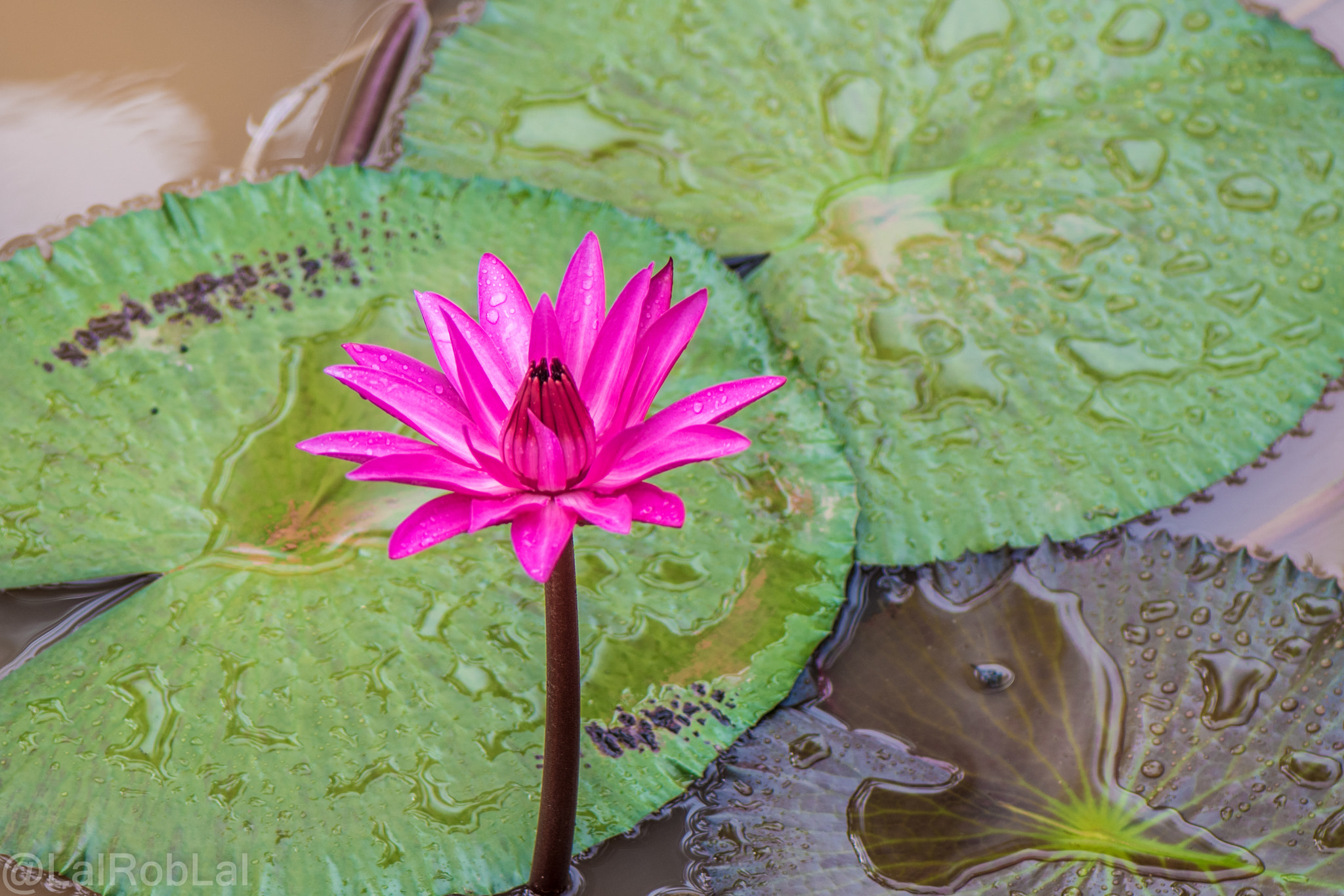 Nikon D5500 + Nikon AF-S Micro-Nikkor 105mm F2.8G IF-ED VR sample photo. Water lily photography