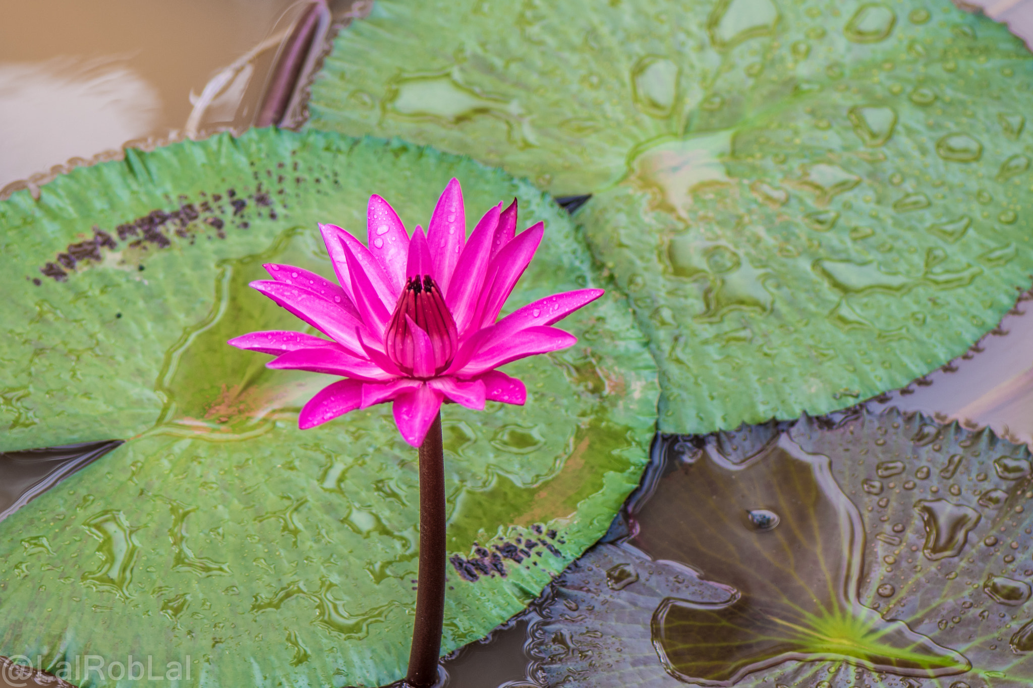 Nikon AF-S Micro-Nikkor 105mm F2.8G IF-ED VR sample photo. Water lily photography