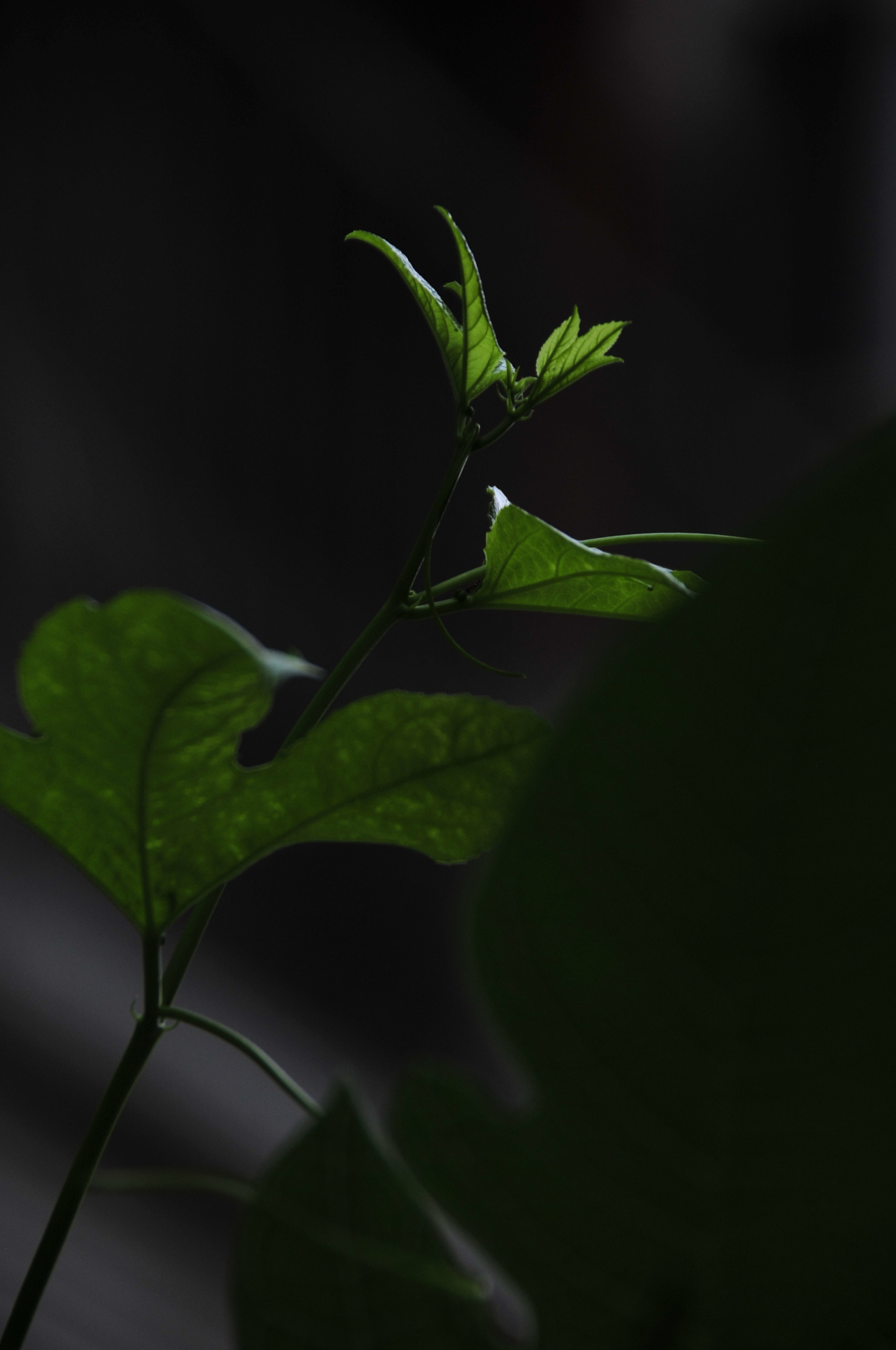 Nikon D3 sample photo. .. photography